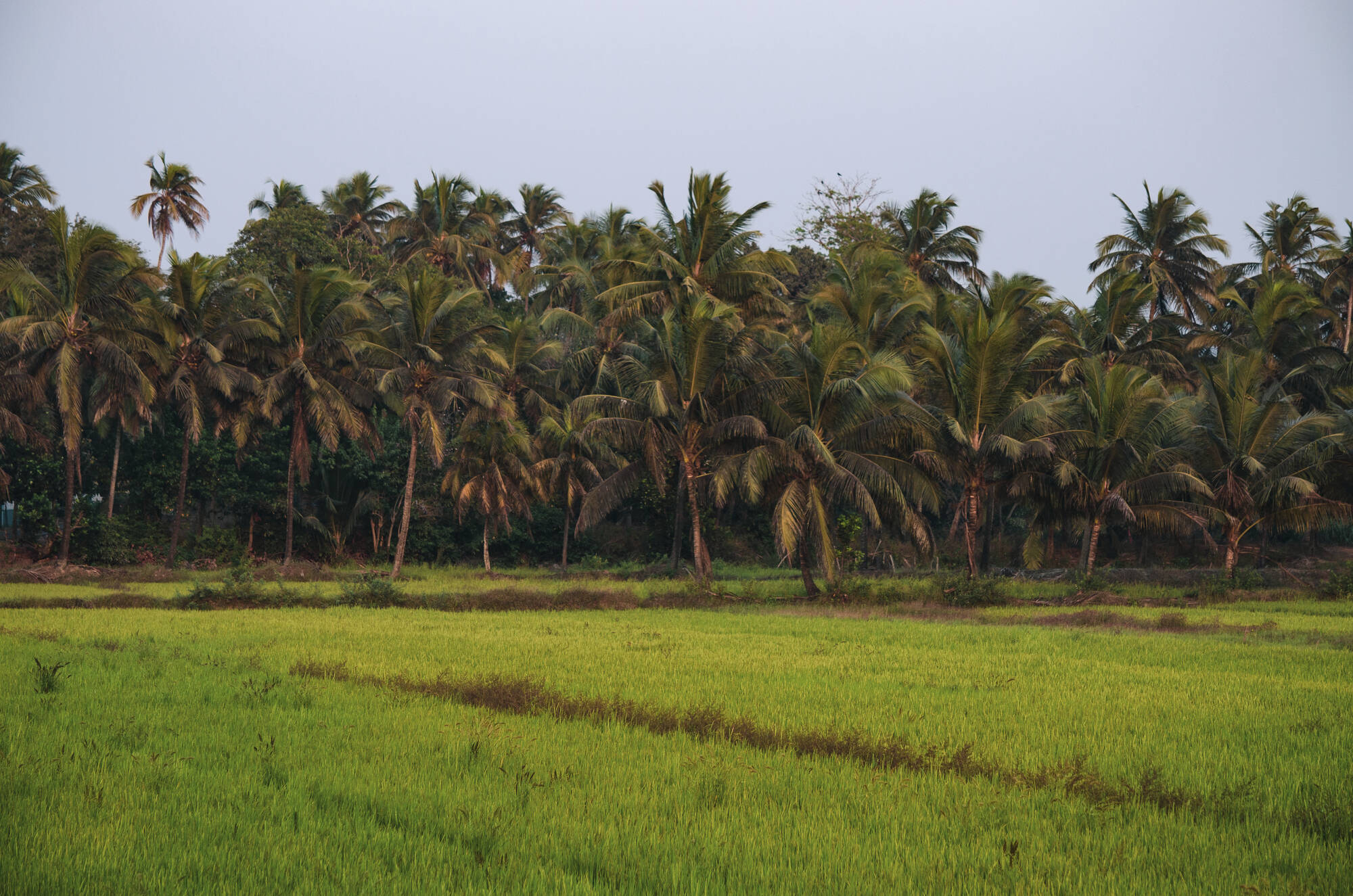 Beleza by the Beach in Goa: Beleza by the Beach
