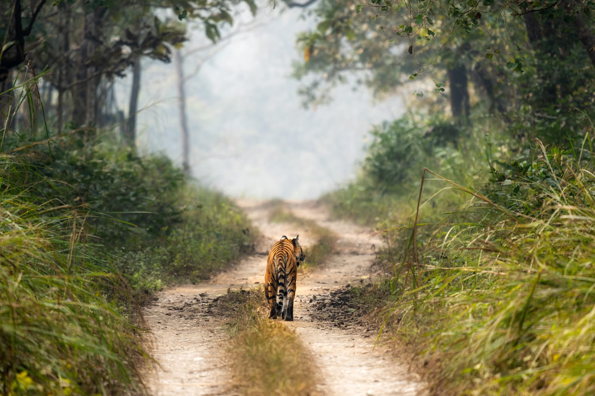 Nepal Deluxe - Himalaya, Königsstädte & Dschungel ab Kathmandu: Nepal Chitwan NP Bengalischer Tiger