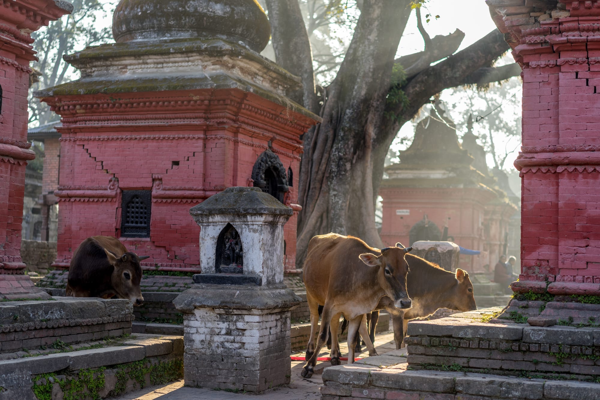 Nepal Balance - Klöster, Kultur & Wellness ab Kathmandu: Nepal Kathmandu Tempel Pashupatinath