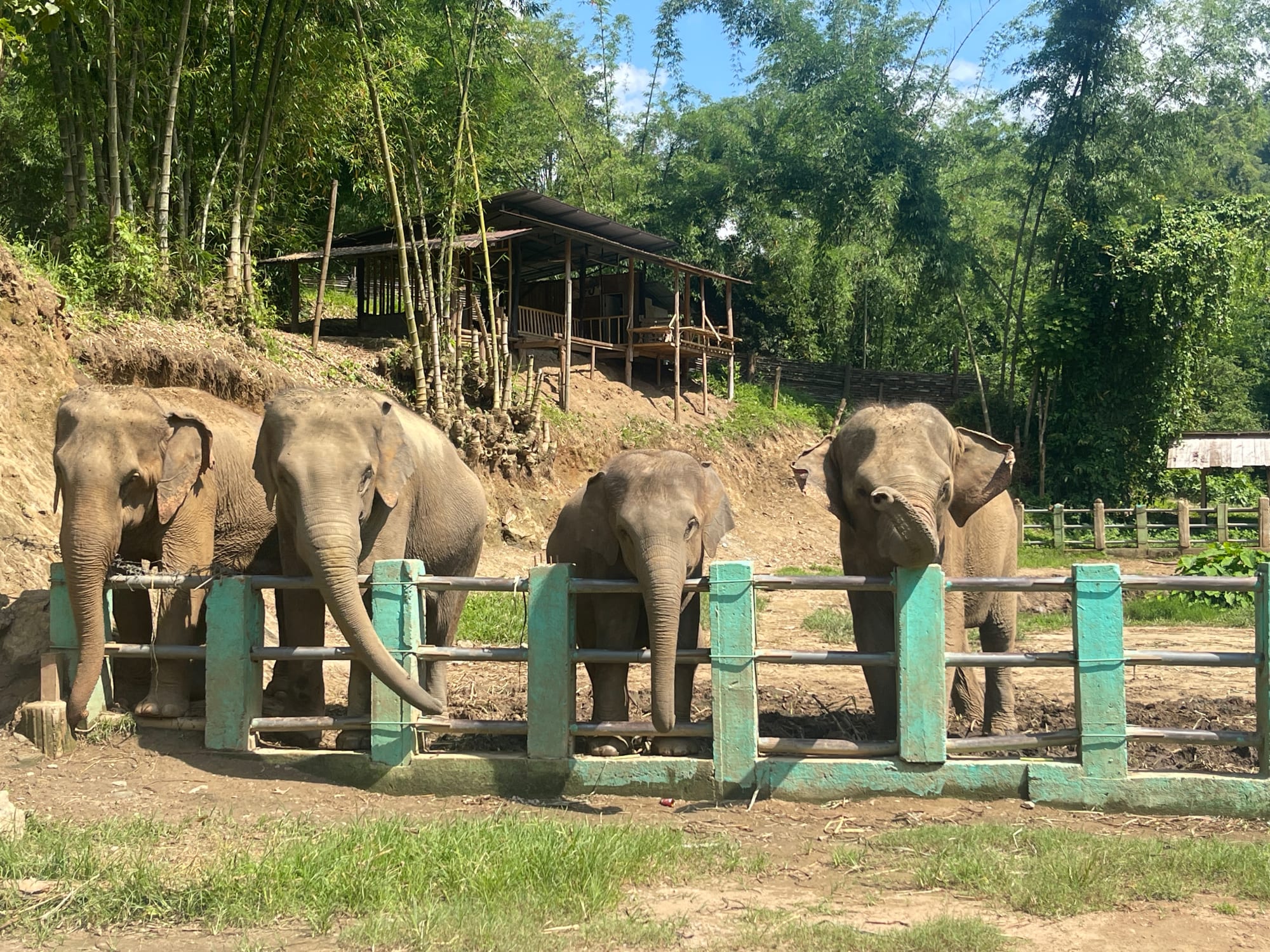 Nordthailand Aktiv ab Chiang Mai: Chiang Mai Elephant Home