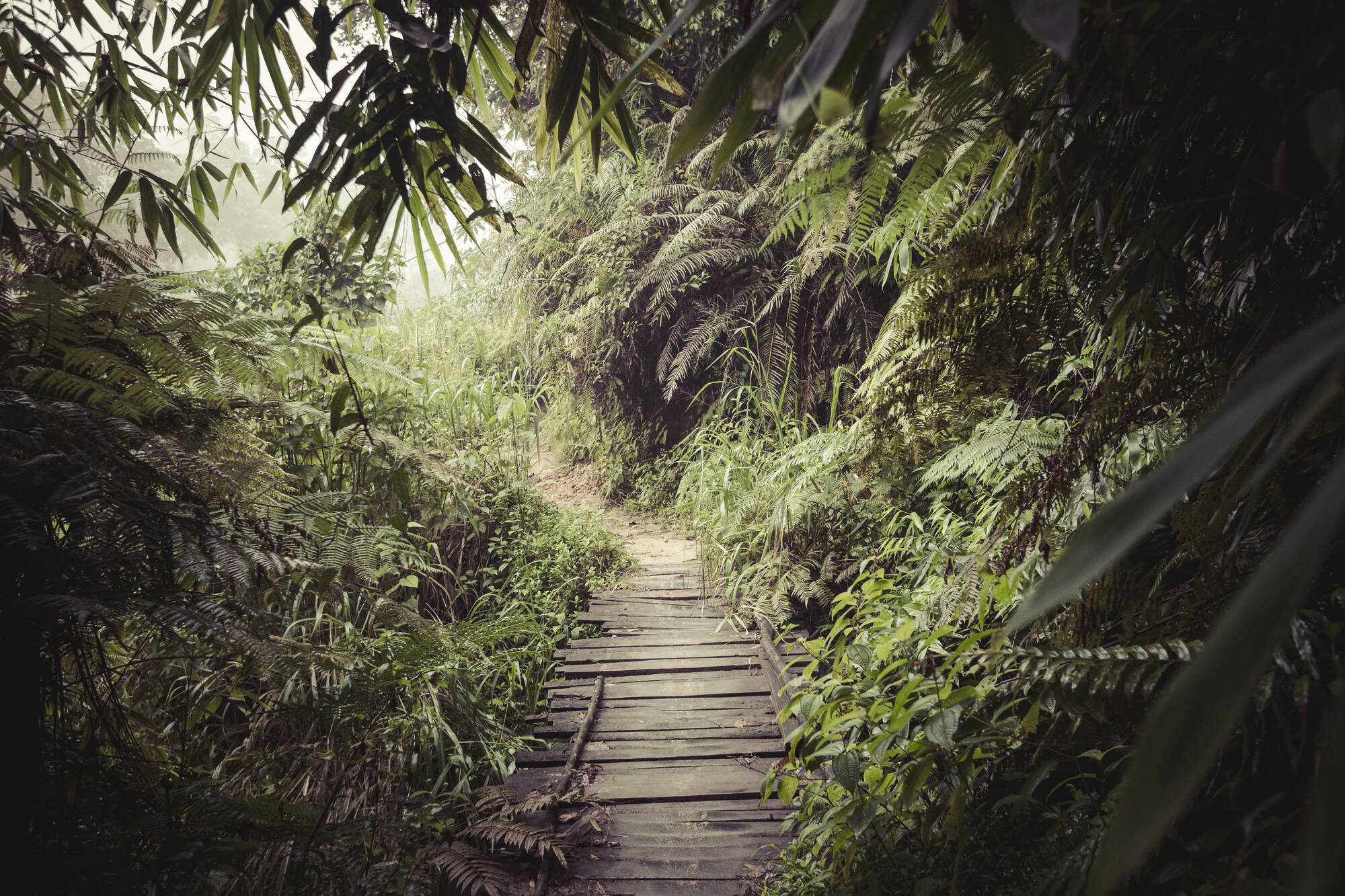Sri Lanka aktiv erleben ab Colombo: Sri Lanka Sinharaja Rainforest