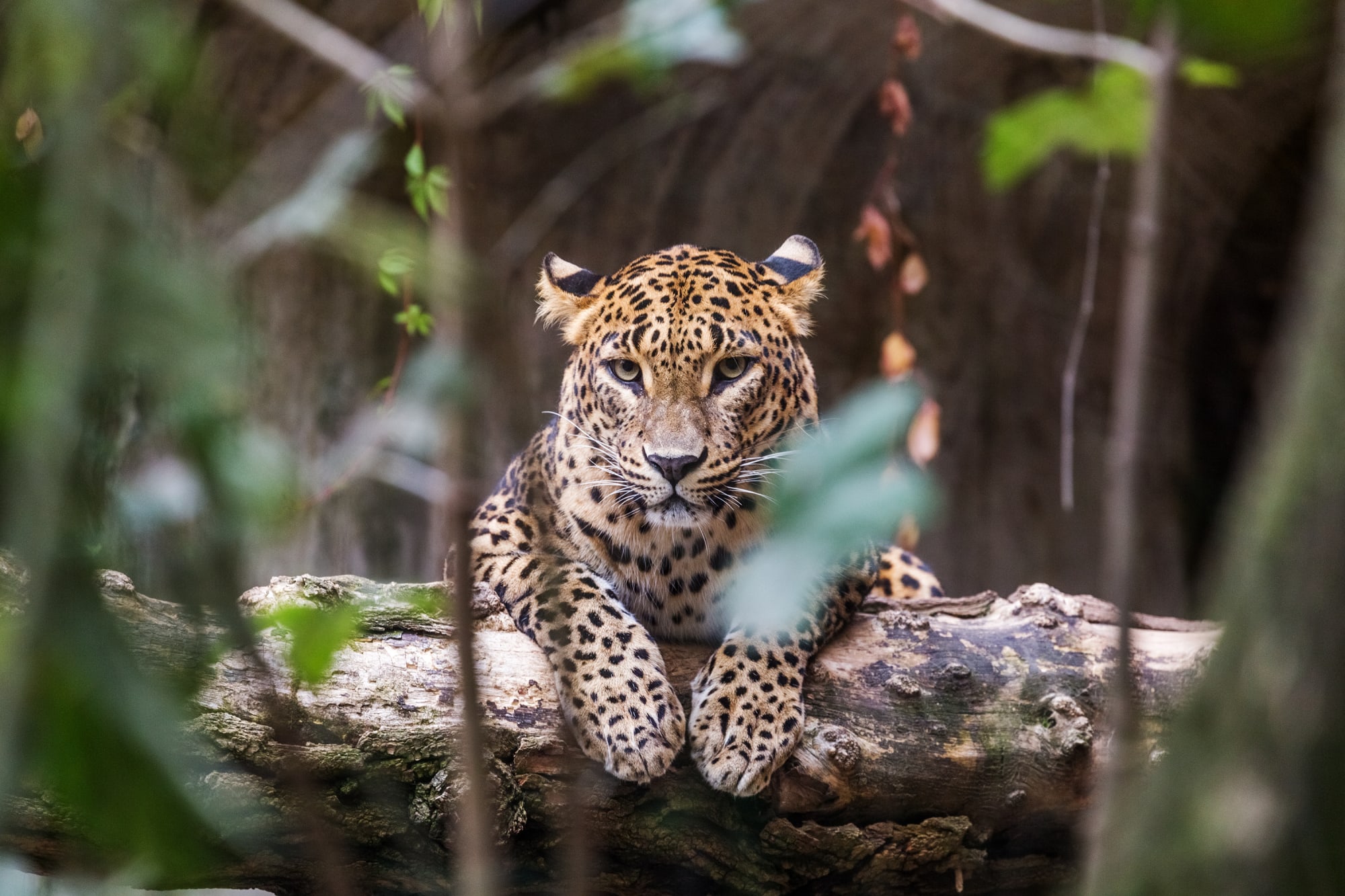 Sri Lanka aktiv erleben ab Colombo: Sri Lanka Leopard