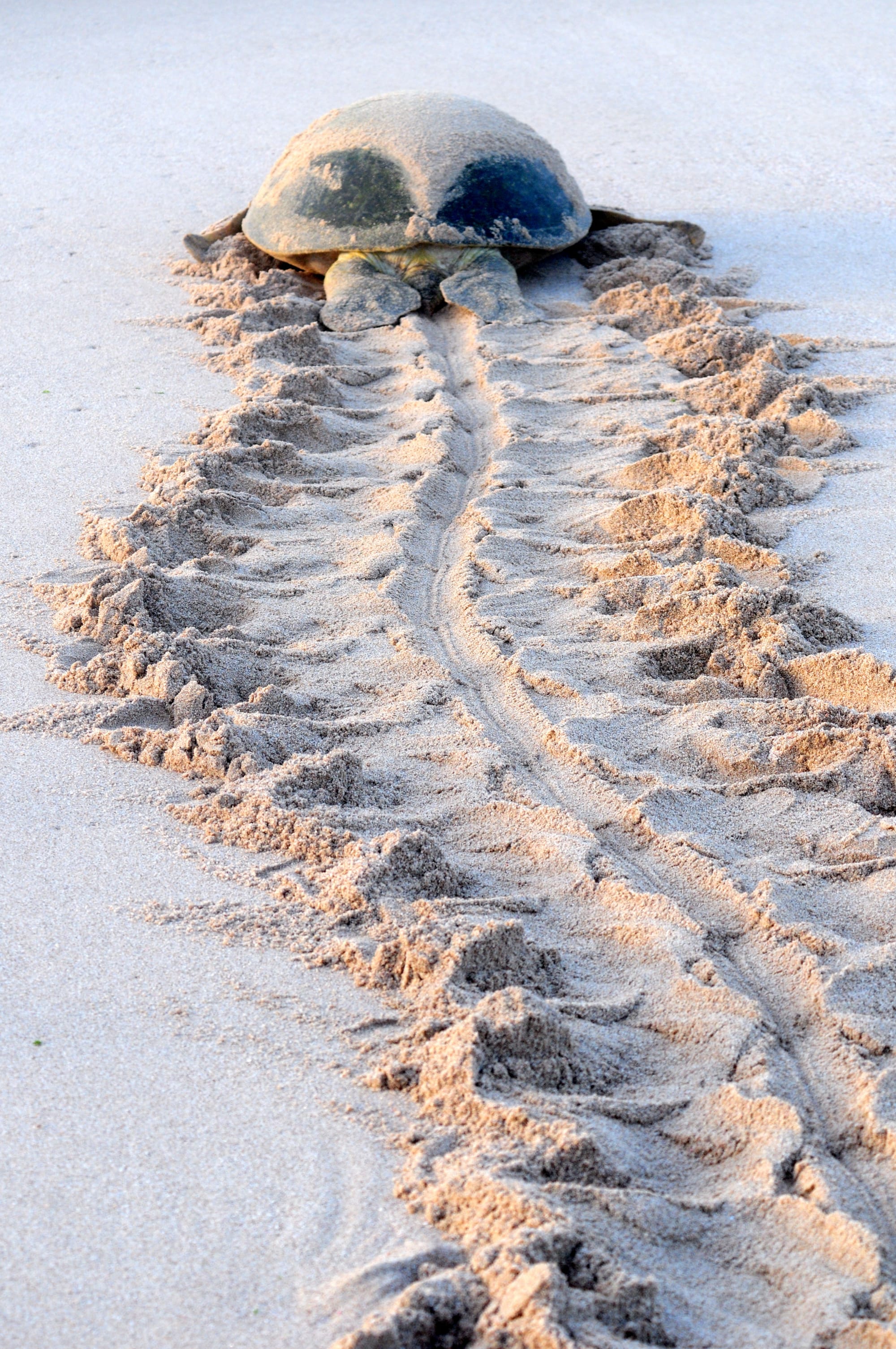 Offroadtour: Oman mal anders ab Muscat: Oman Ras al Jinz Schildkröte