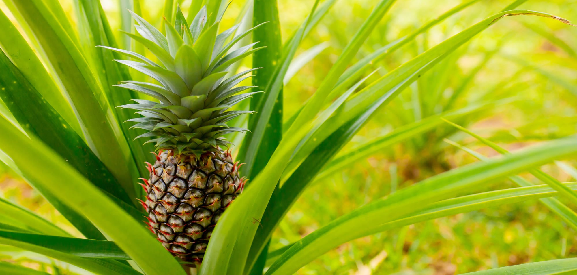 Zu Gast bei den Dusun ab Kota Kinabalu: Borneo Sabah Ananas