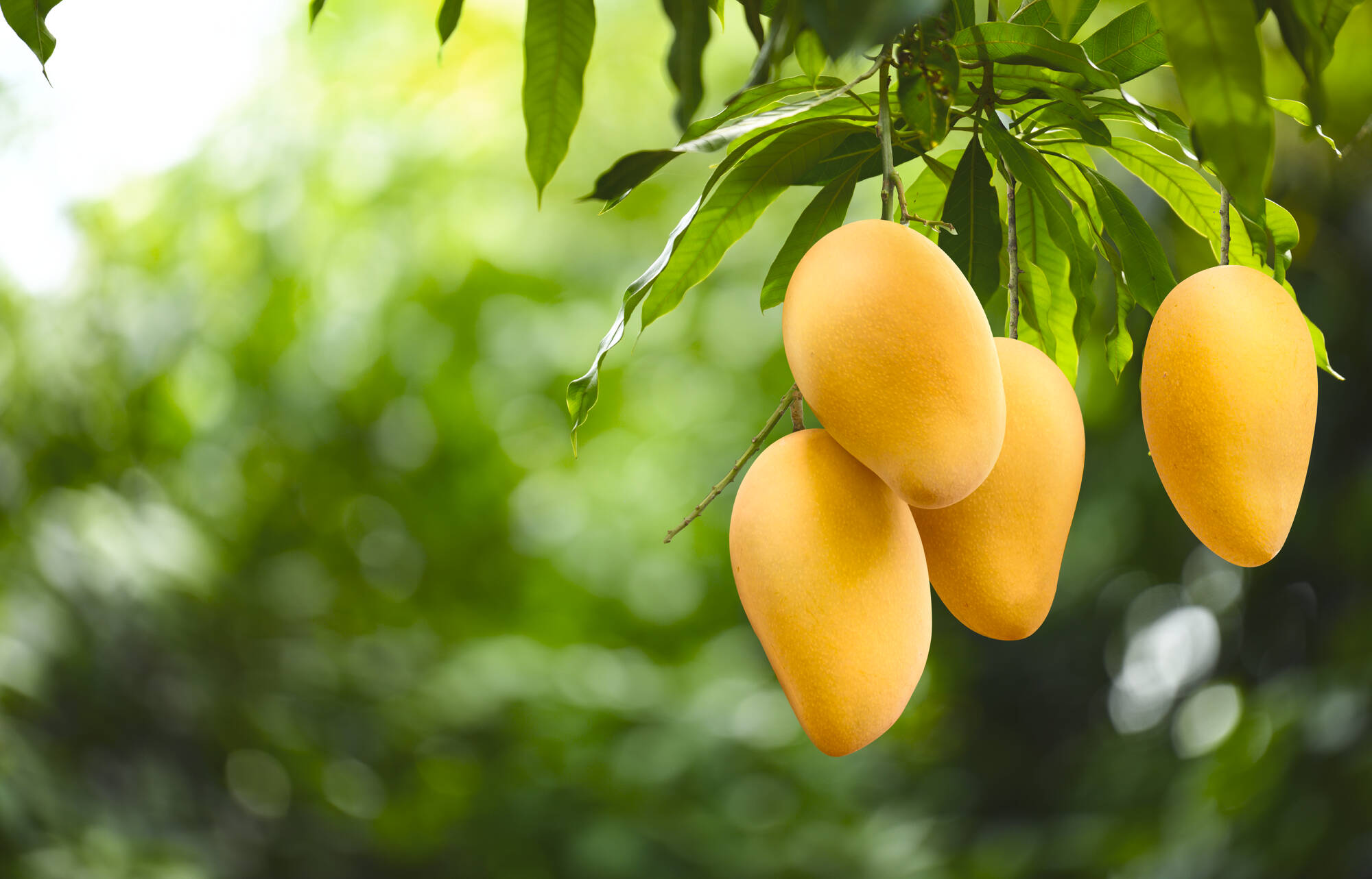 Westliche Visayas: Mango, Zuckerrohr und Kakao ab Negros: Philippinen Mangos
