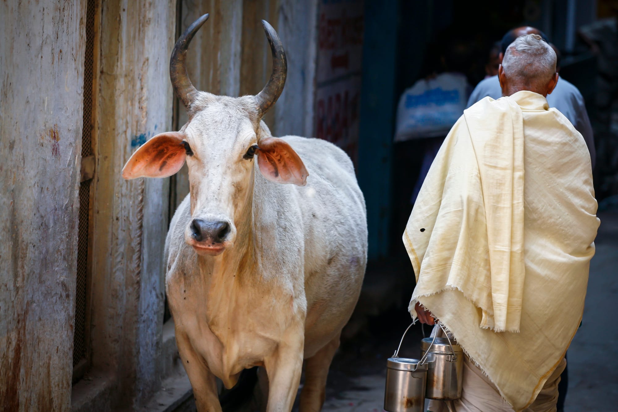 Mit dem Zug auf Buddhas Spuren ab Delhi: Indien Varanasi Heilige Kuh