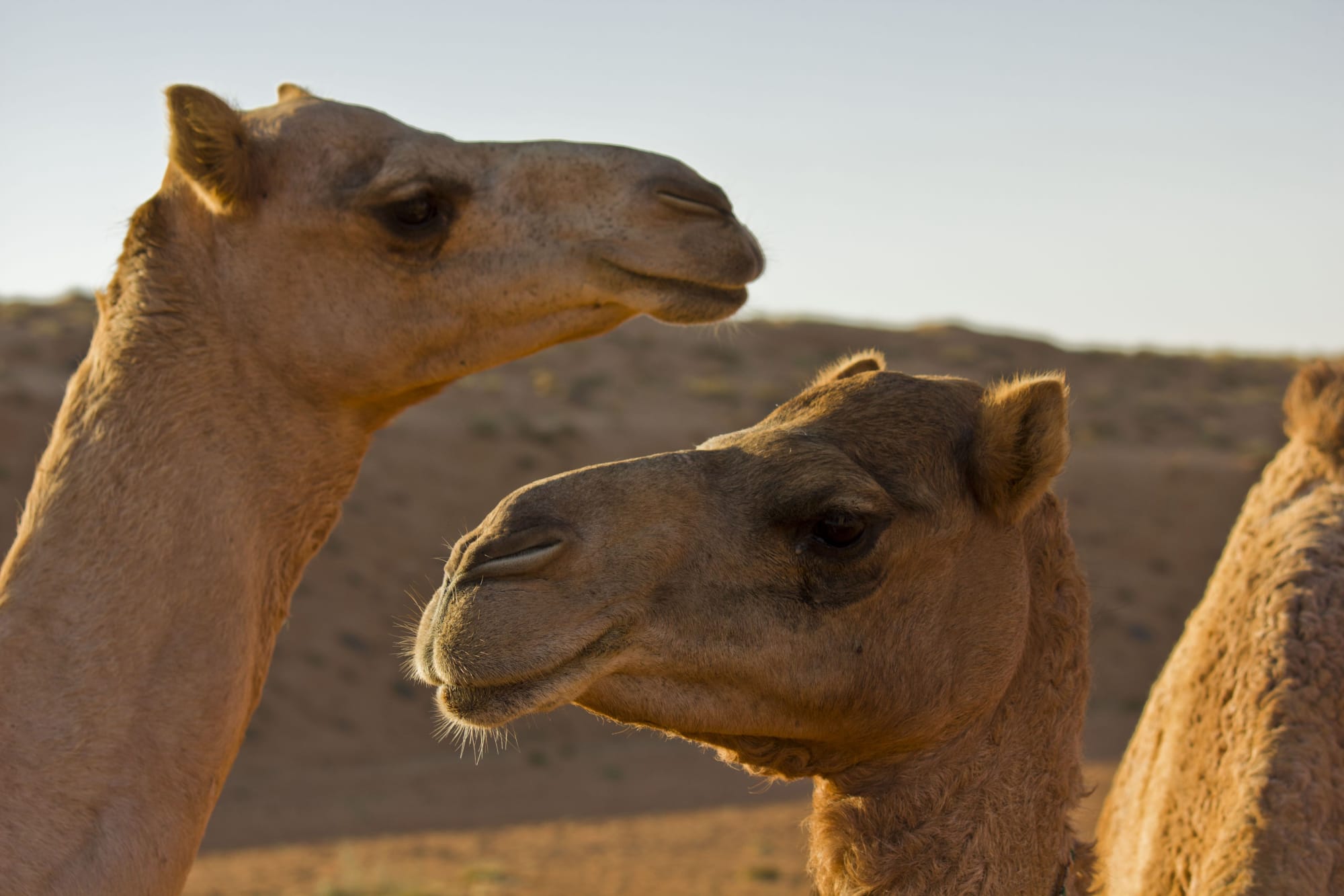 Expedition Wüste: Süd Kompakt ab Salalah: Oman Kamele