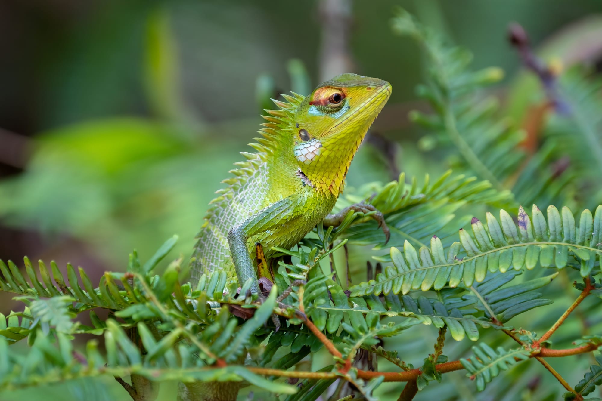 Sri Lanka aktiv erleben ab Colombo: Sri Lanka Sinharaja Rainforest