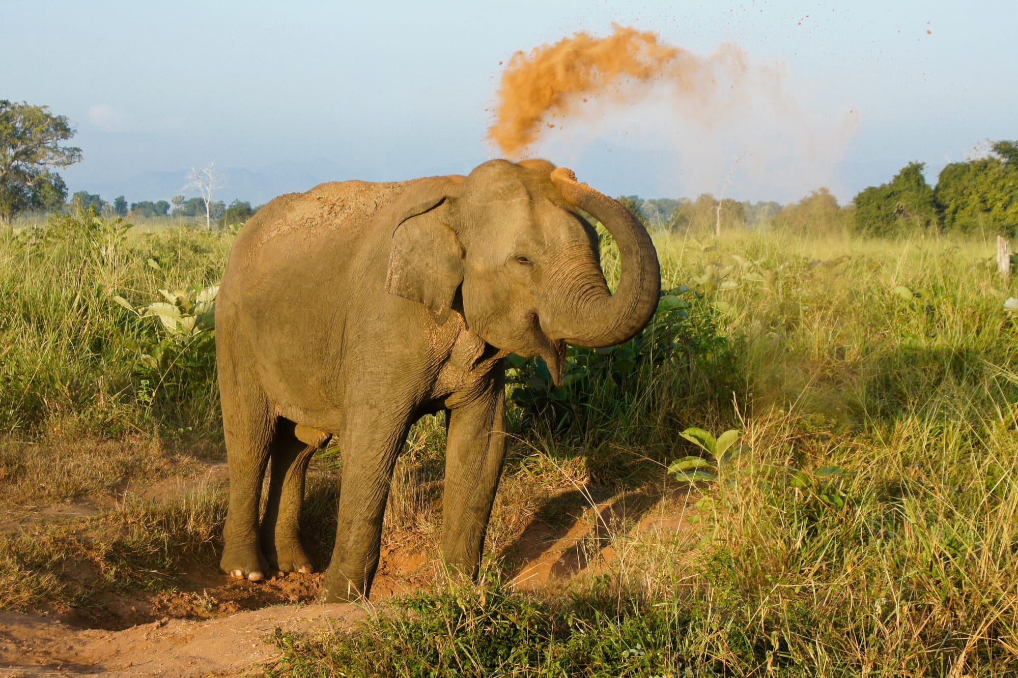 Sri Lanka aktiv erleben ab Colombo: Sri Lanka Elephant Uda Walawe Nationalpark