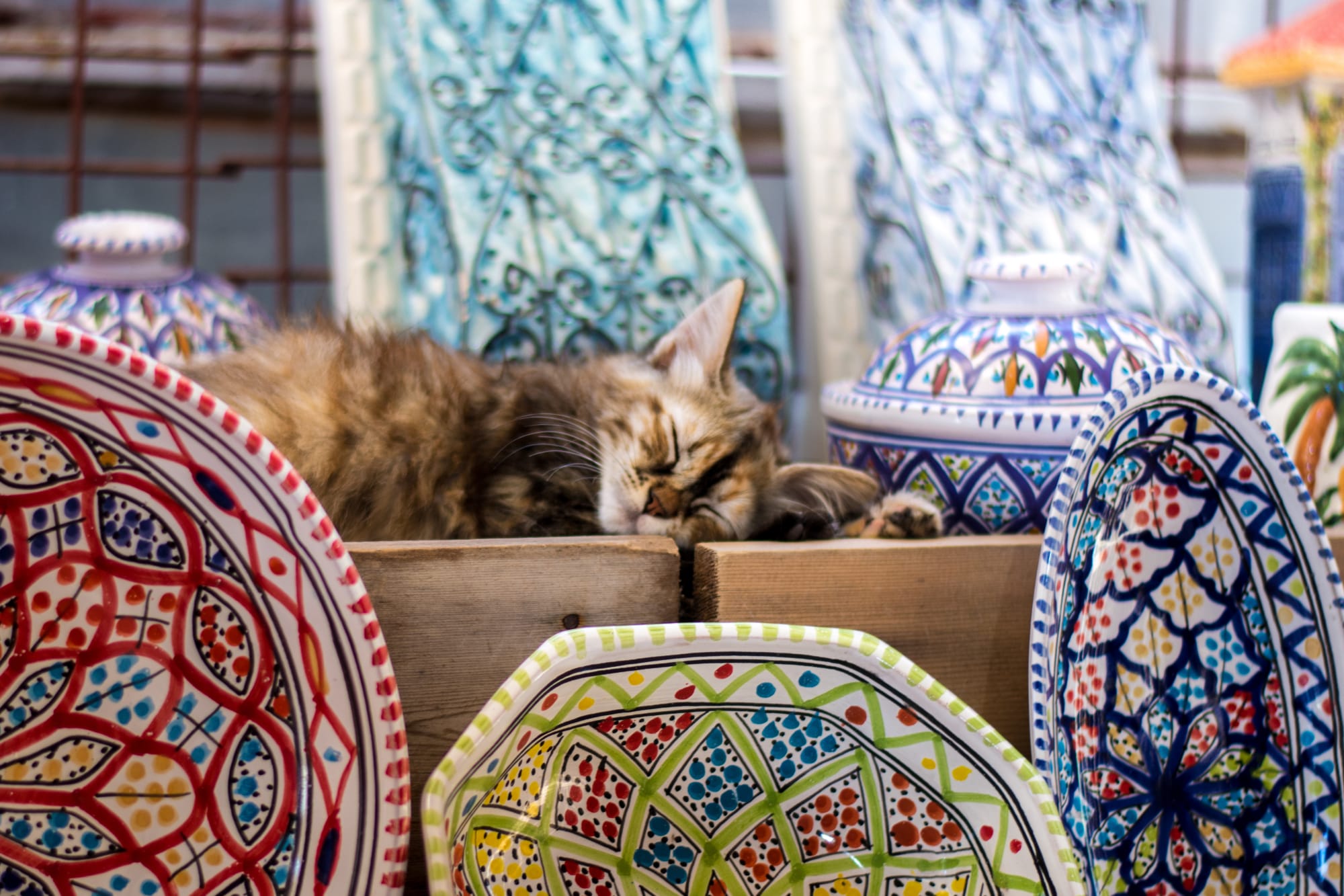 Tunesiens Norden mit allen Sinnen ab Tunis: Tunesien Katze