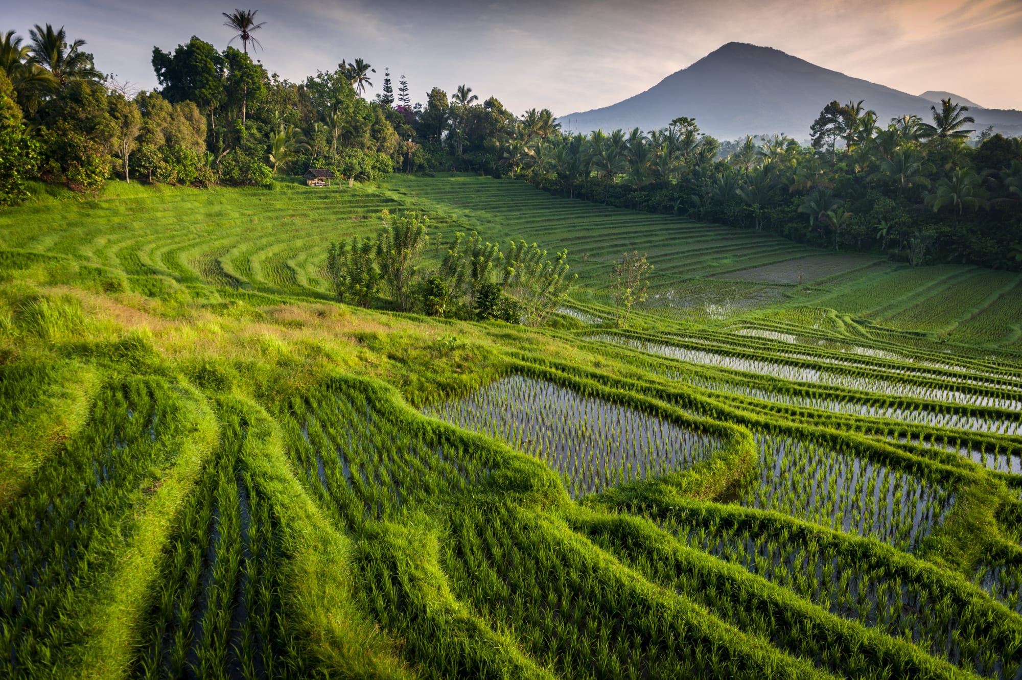 Bali mal anders ab Süd-Bali: Indonesien Bali Reisfeld