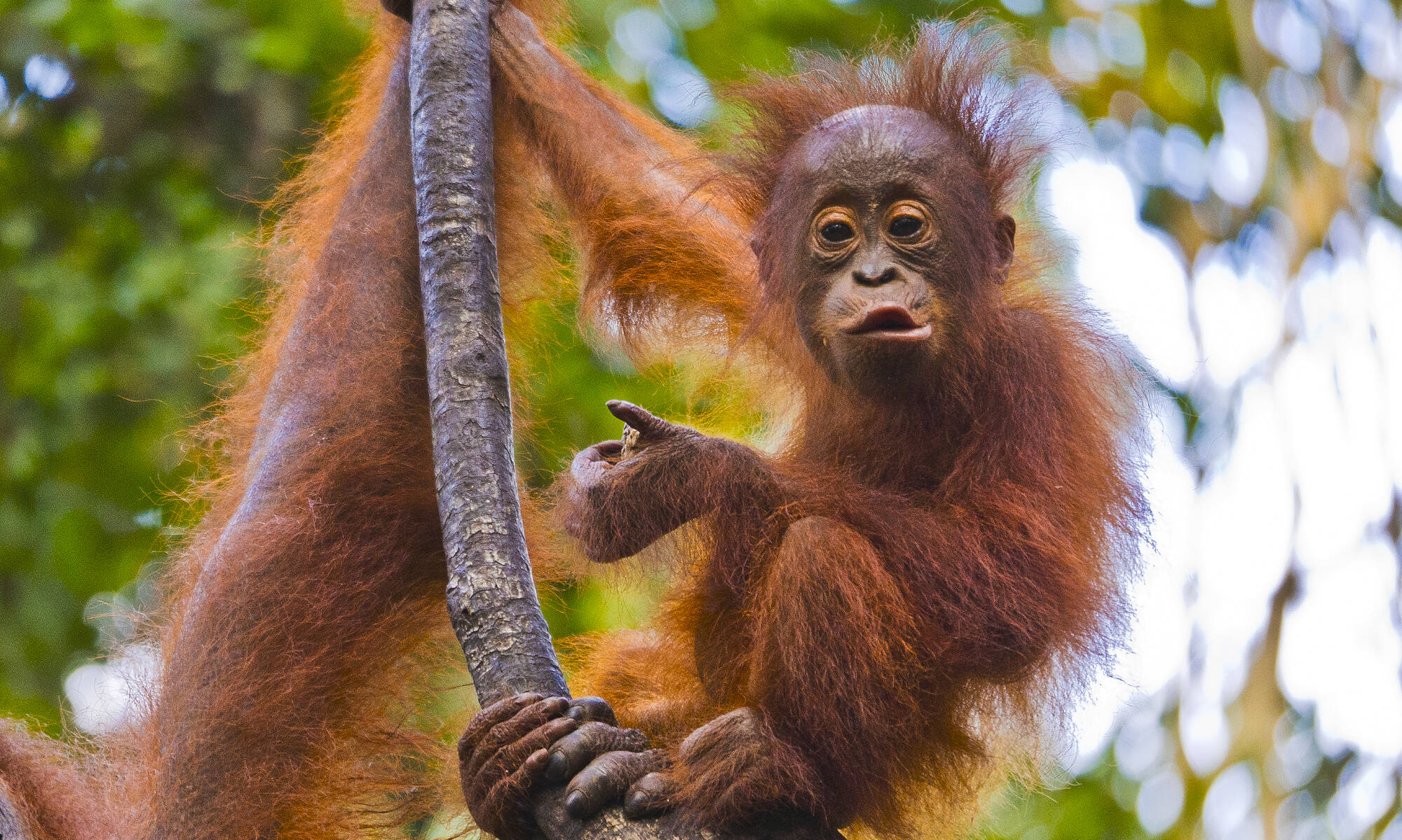 Tanjung Puting Nationalpark ab Palangkaraya: Indonesien Kalimantan Tanjung Puting NP Affe