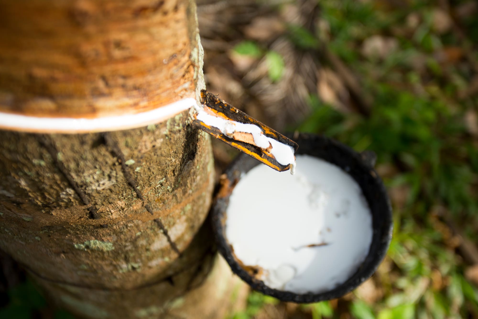 Bali mal anders ab Süd-Bali: Indonesien Bali Kautschuk Plantage