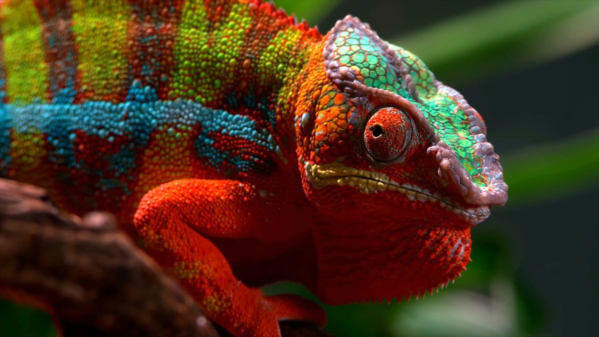 Tsingys & Inselzauber ab Antananarivo: Madagaskar Chameleon