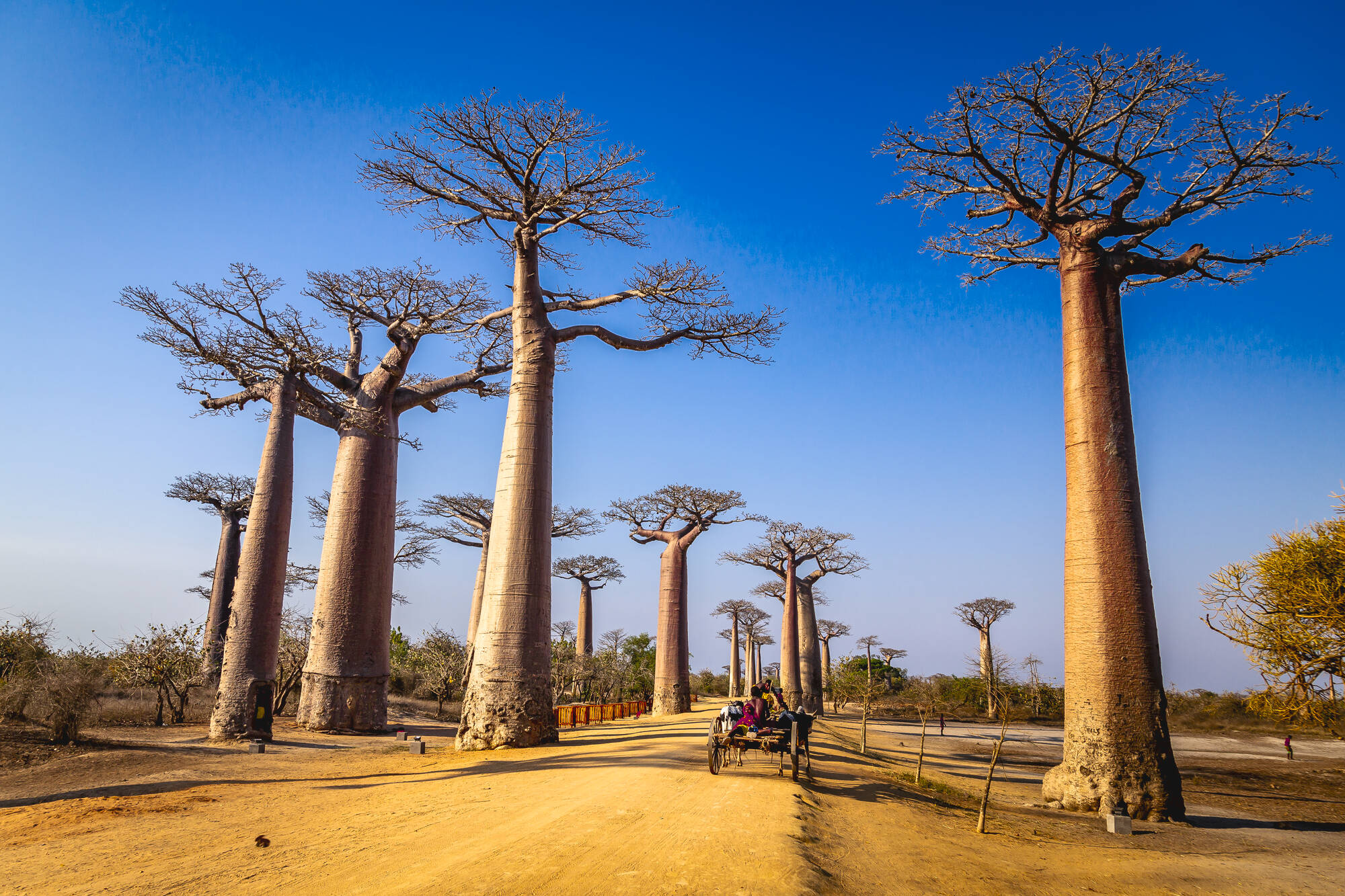 Tsingys & Inselzauber ab Antananarivo: Madagaskar Morondova Baobab Allee Kutsche