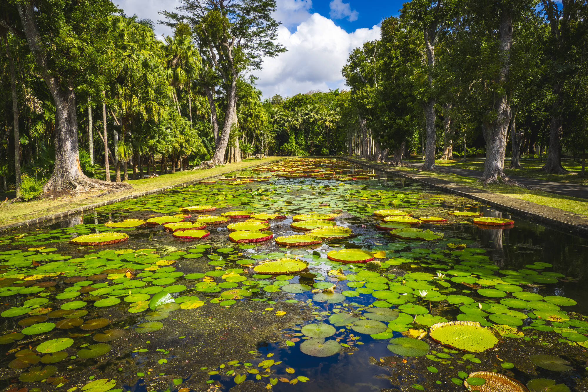 Zwischen Feuer & Lagunen ab Küstenregion: Mauritius Pamplemousses Botanischer Garten