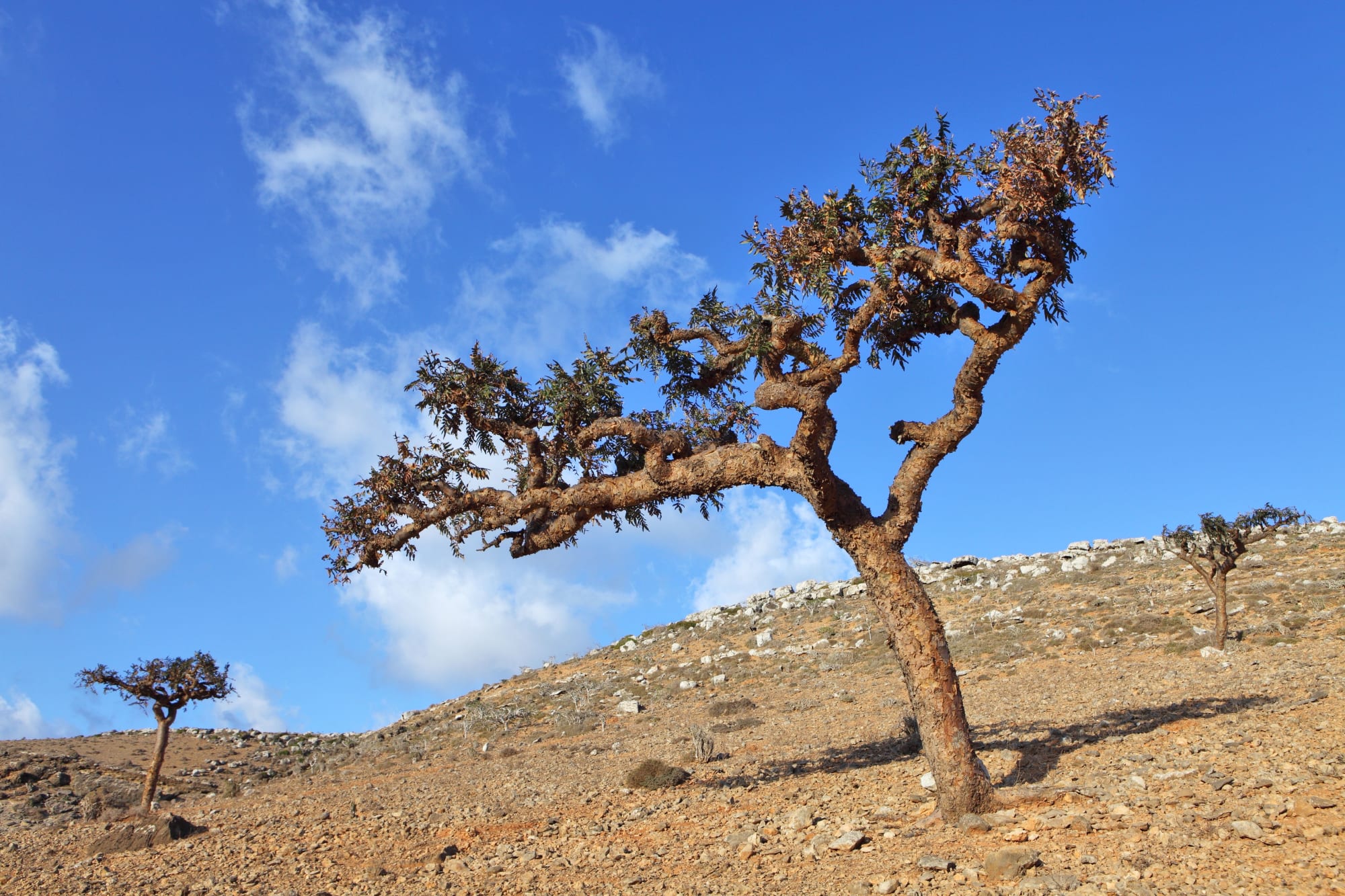 Abenteuer Wüste ab Salalah: Oman Weihrauchbaum