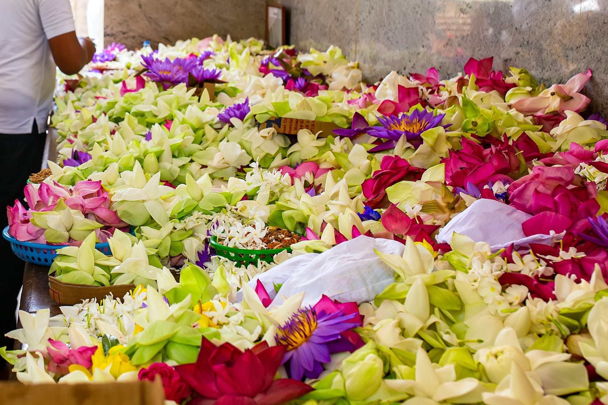 Sri Lankas Sommerroute ab Colombo: Sri Lanka Tempelblumen 