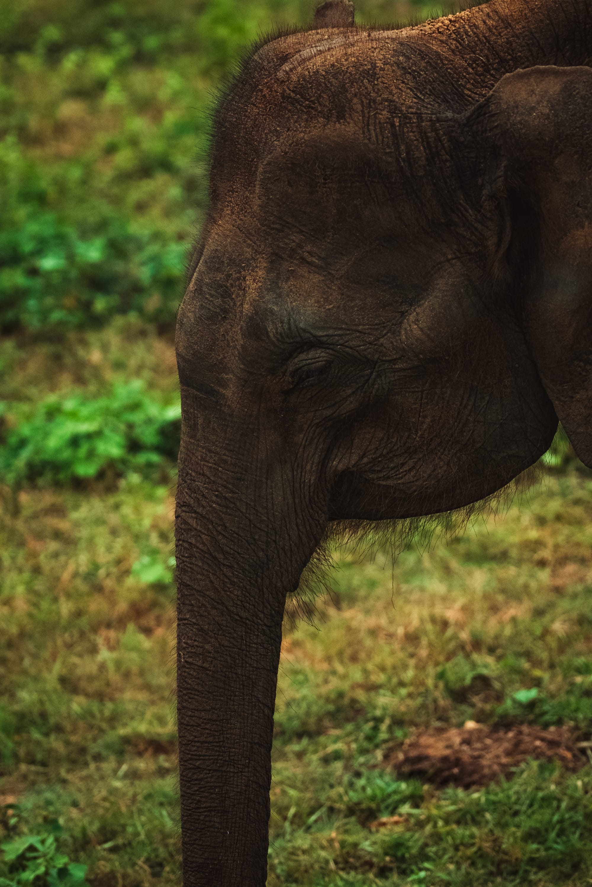 Sri Lankas Sommerroute ab Colombo: Sri Lanka Elefant
