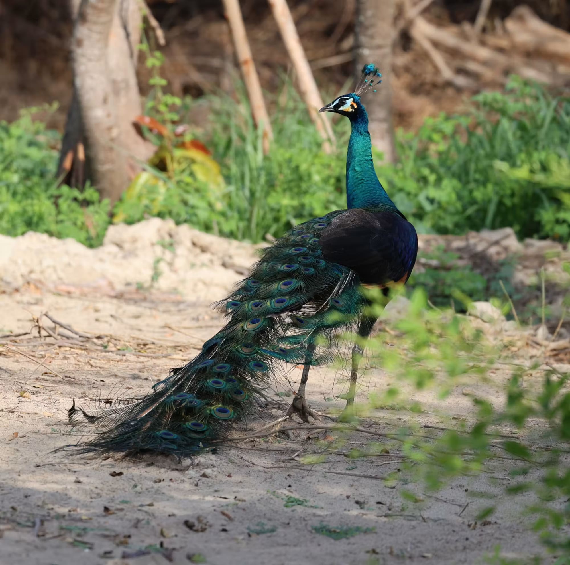 Auf den Spuren der Dschungel-Giganten ab Bangkok: 1TH_Hua Hin_Wildlife_I love Phants Lodge_peacock_copyright_I love Phants Lodge