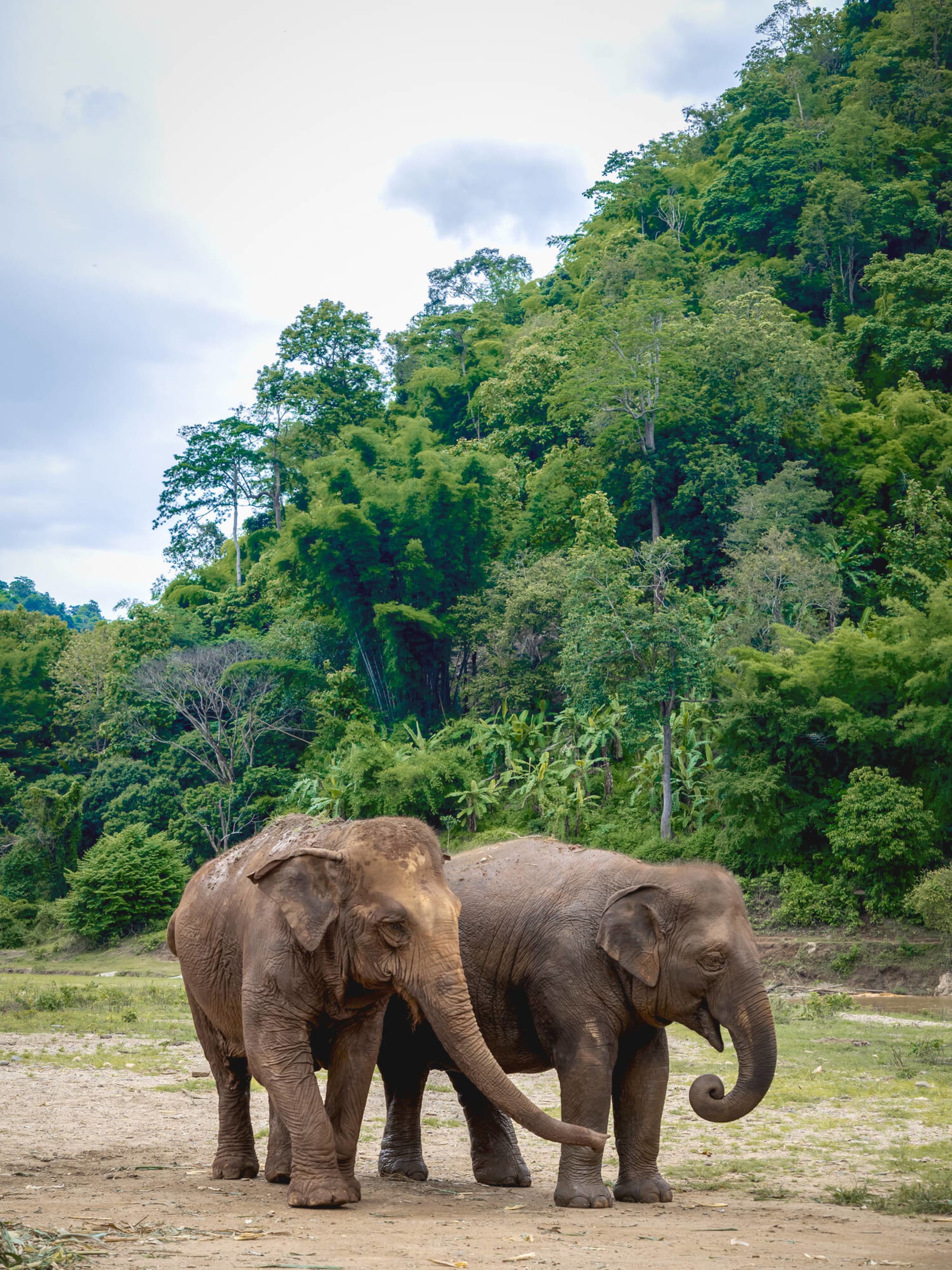 Auf den Spuren der Dschungel-Giganten ab Bangkok: Thailand Wildlife Friends Foundation 