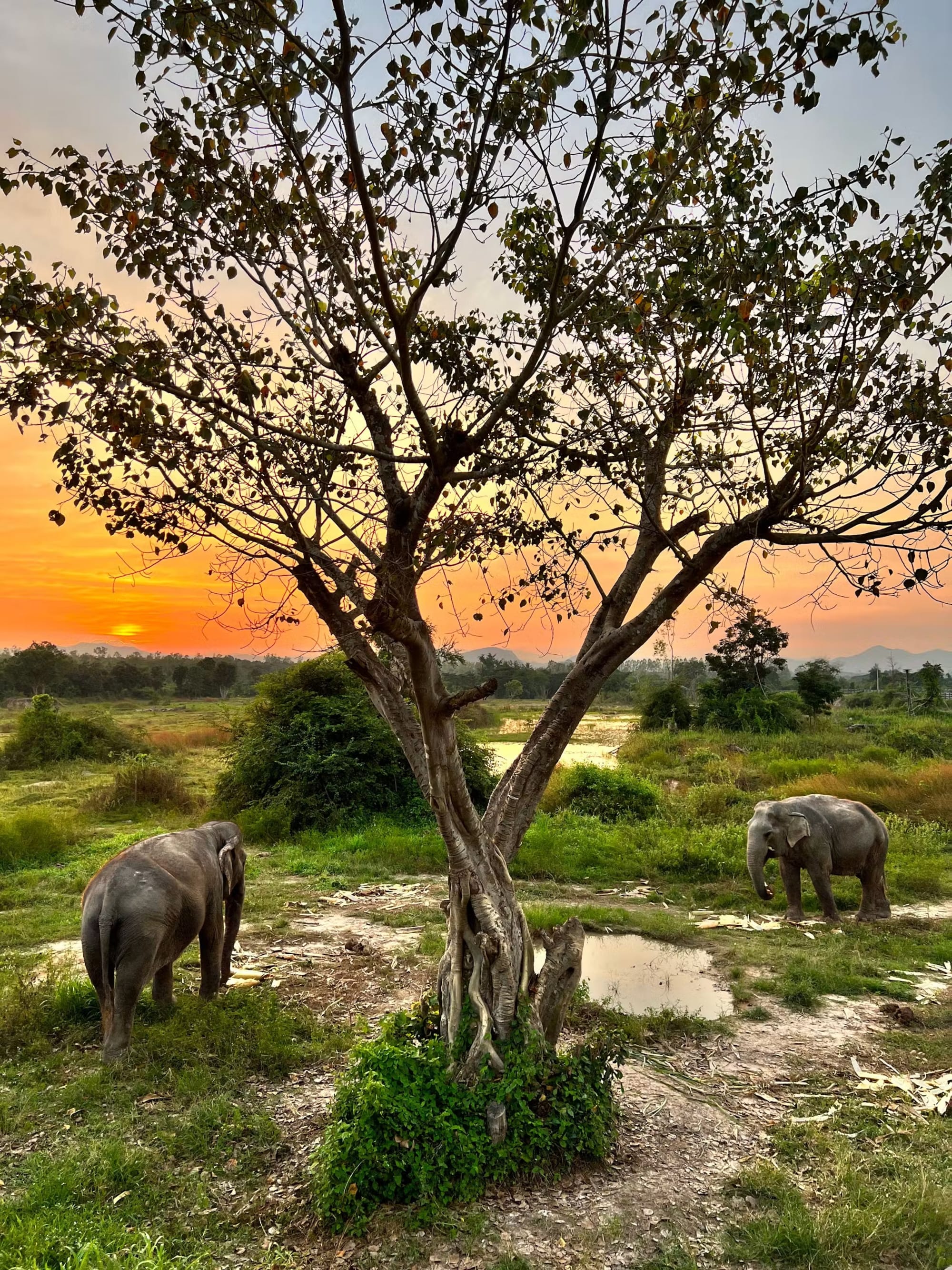 Auf den Spuren der Dschungel-Giganten ab Bangkok: 1TH_Hua Hin_Wildlife_I love Phants Lodge_elephants_copyright_I love Phants Lodge