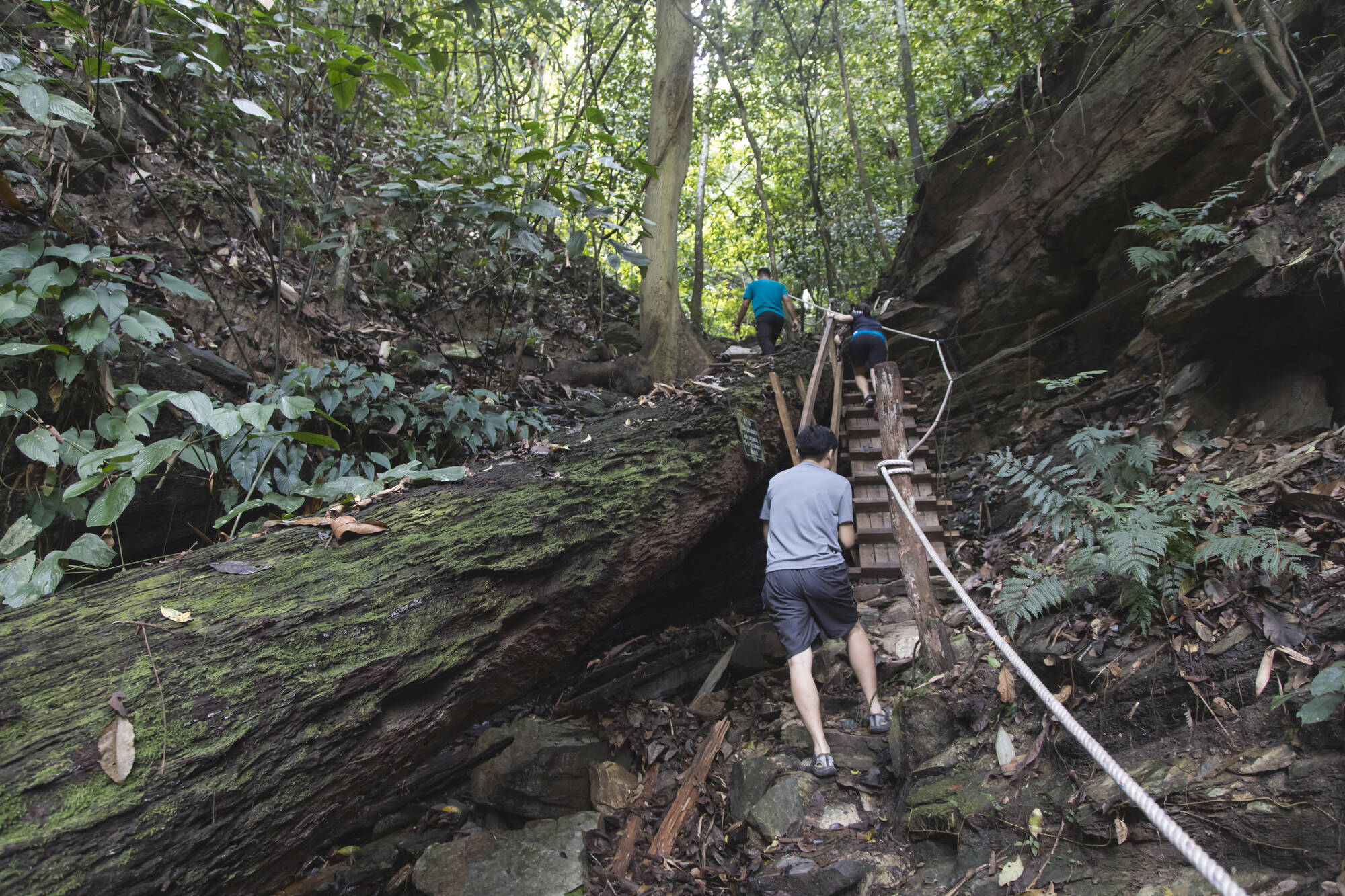 Naturerlebnis Belum Regenwald: Malaysia Belum Rainforest
