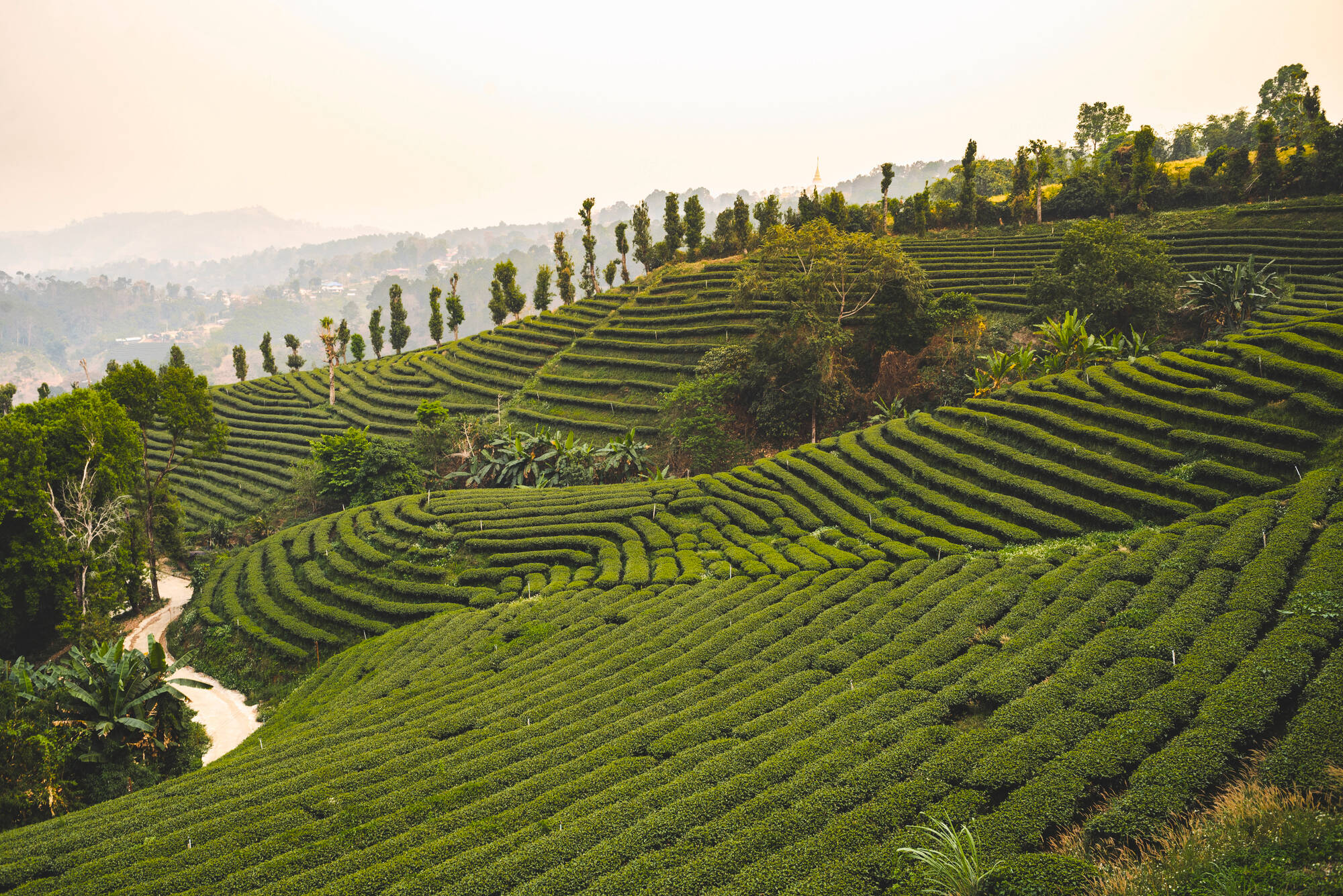 Das Goldene Dreieck ab Chiang Mai: Thailand Nordthailand Mae Salong Teeplantage