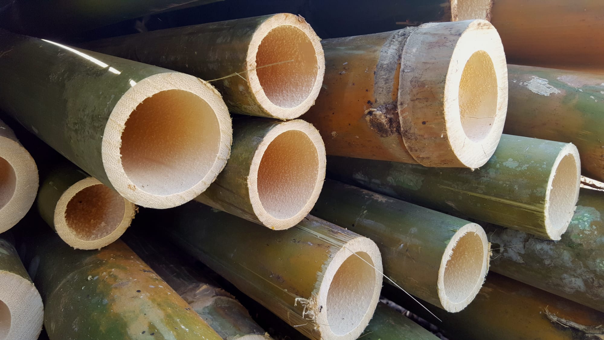 Bali Bamboo ab Süd-Bali: Indonesien Bali Bambus