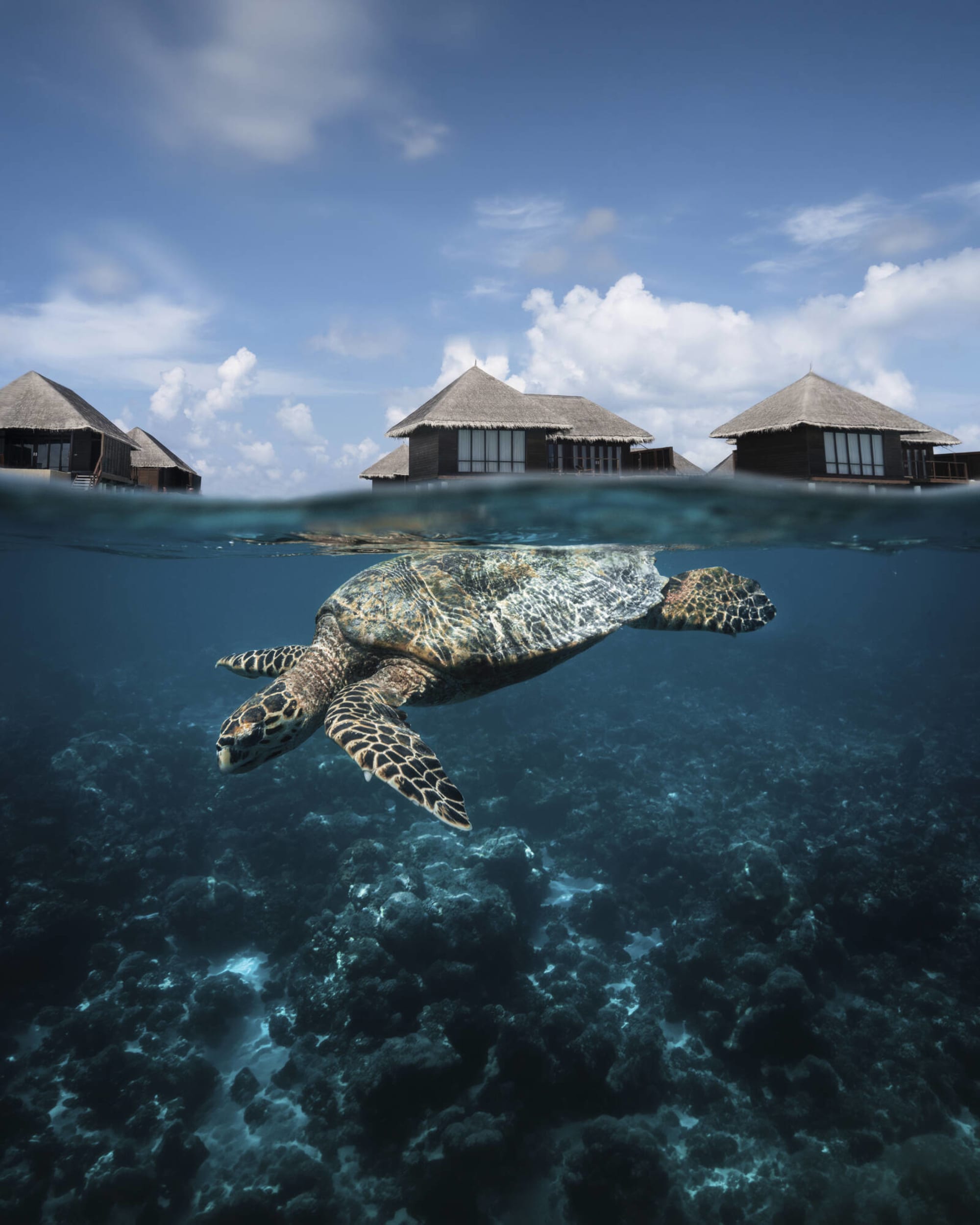 Coco Bodu Hithi in Malediven:  Coco Bodu Hithi