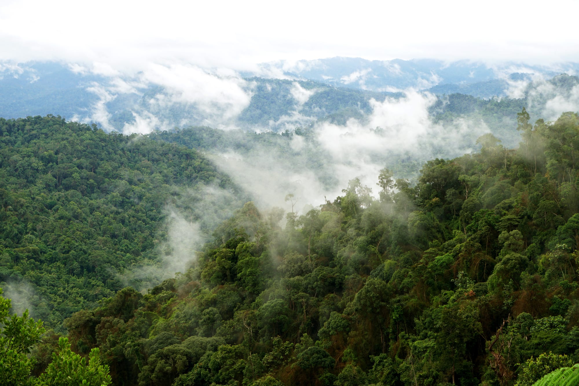 Naturerlebnis Belum Regenwald: Malaysia Belum Rainforest