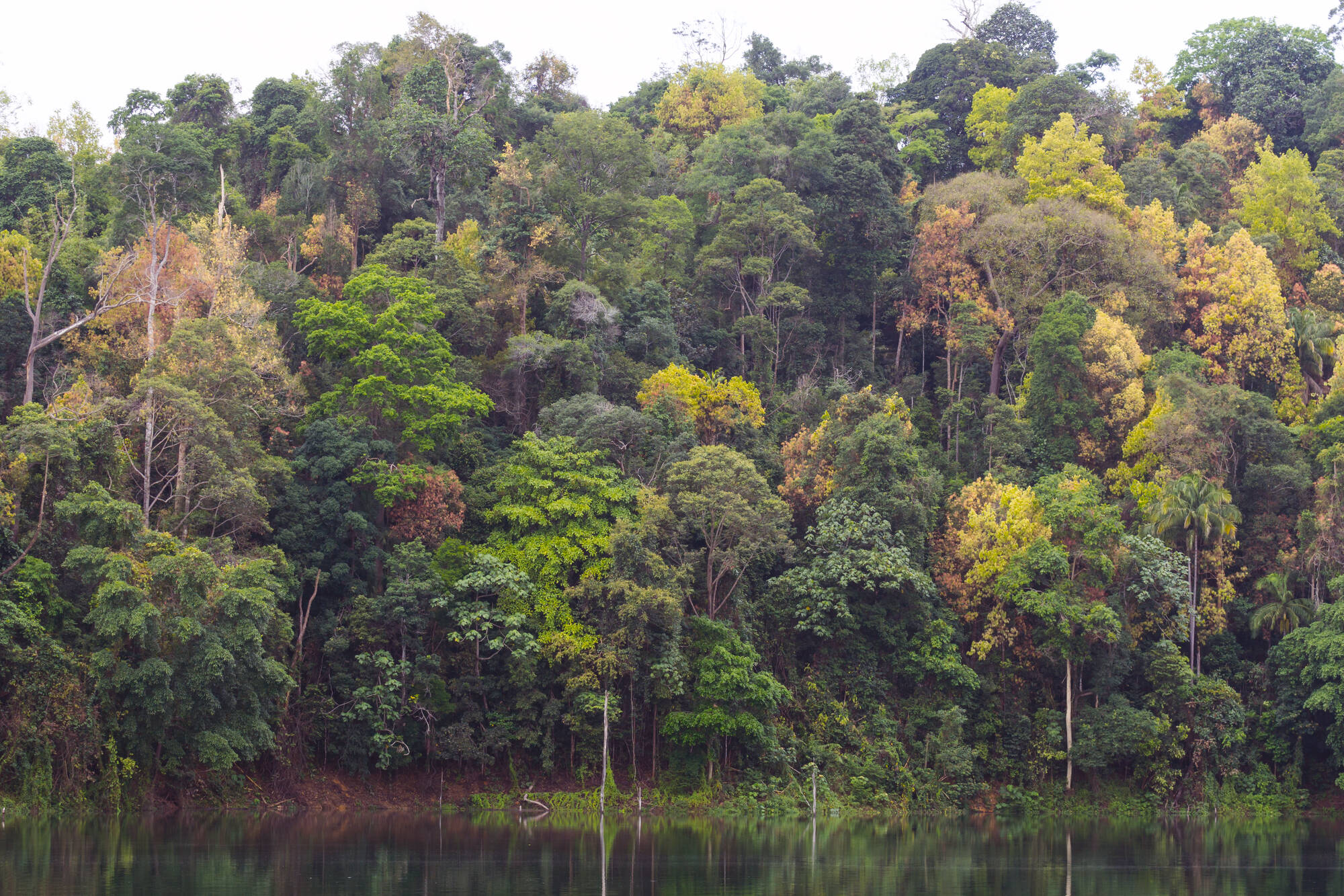 Naturerlebnis Belum Regenwald: Malaysia Belum Rainforest