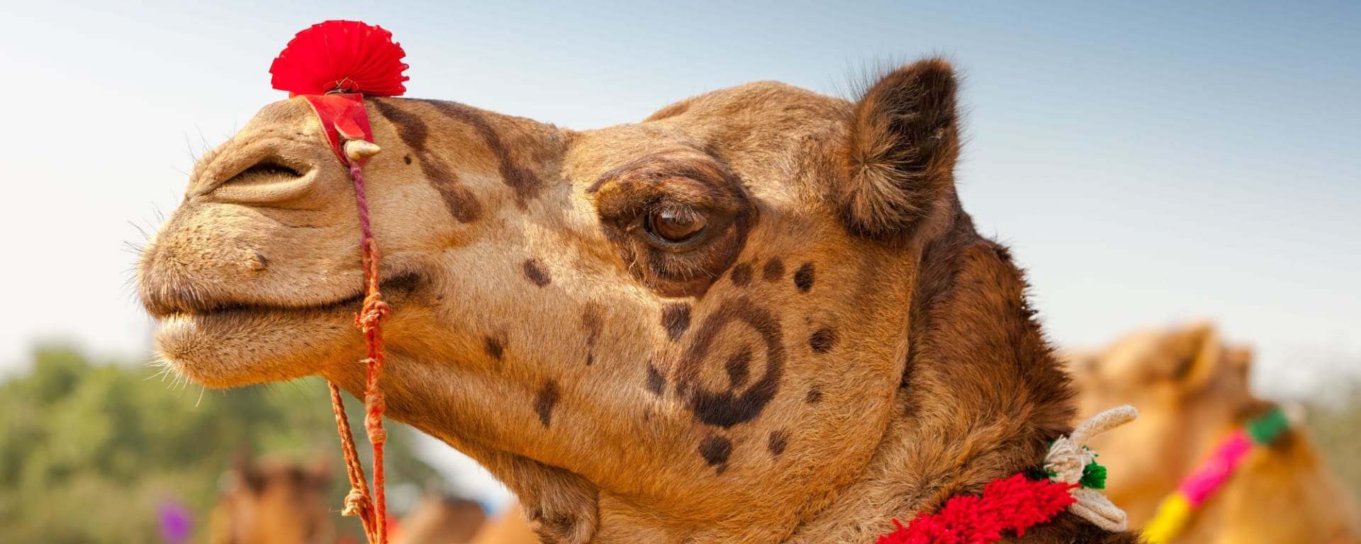 Pushkar in Jaipur & Umgebung: Indien Pushkar Kamelmarkt