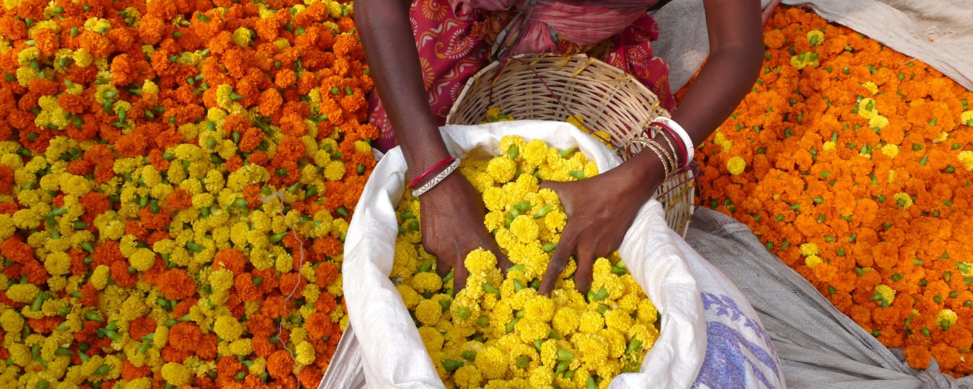 Go as you please Kolkata in Westbengalen | Kolkata: Indien Kolkata Blumen 