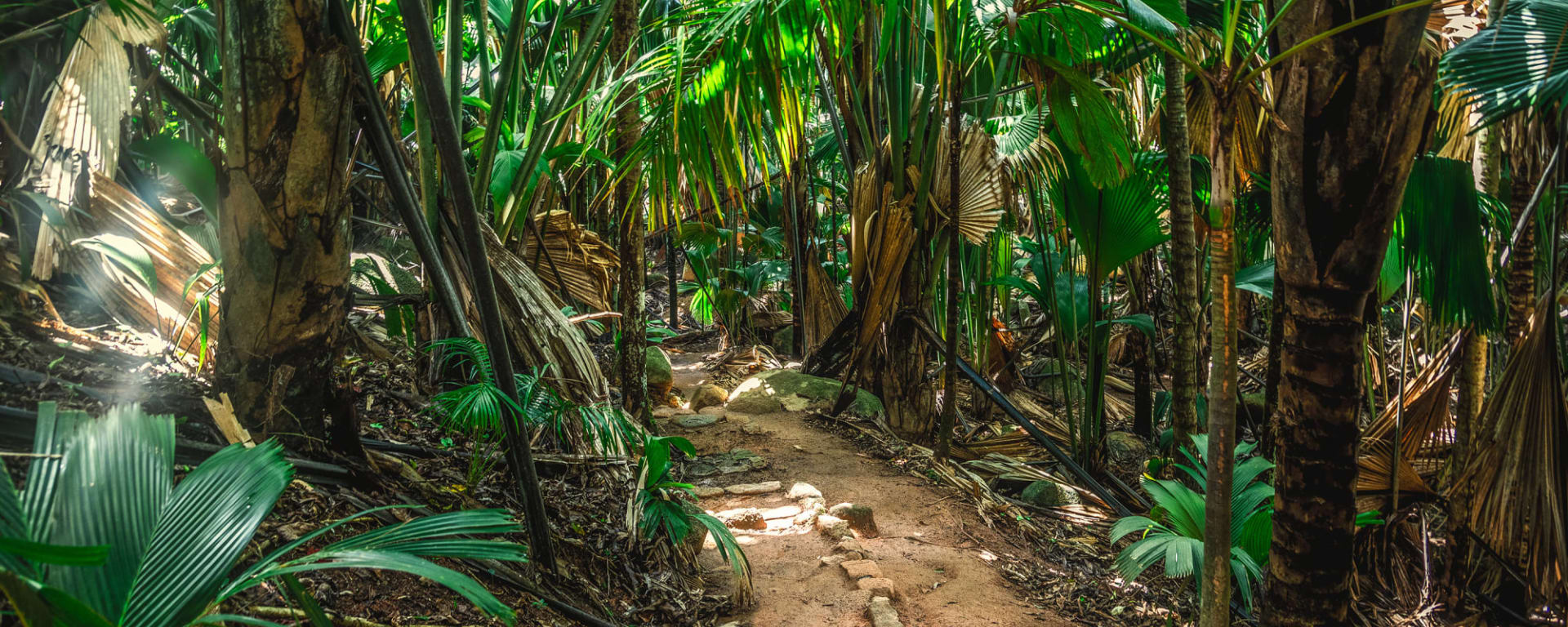 Vallée de Mai & Anse Lazio, EN, Ganztägig in Praslin: Seychellen Praslin Vallee de Mai