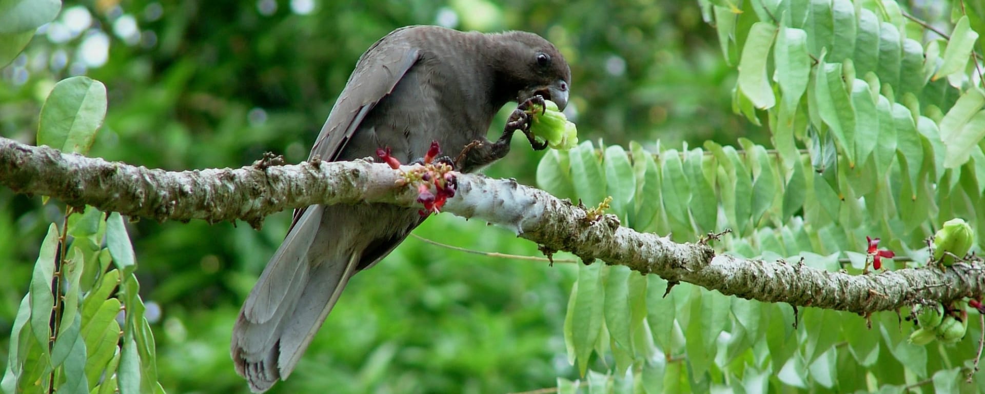 Vallée de Mai & Anse Lazio, EN, Ganztägig in Praslin: Seychellen Praslin Black Parrot