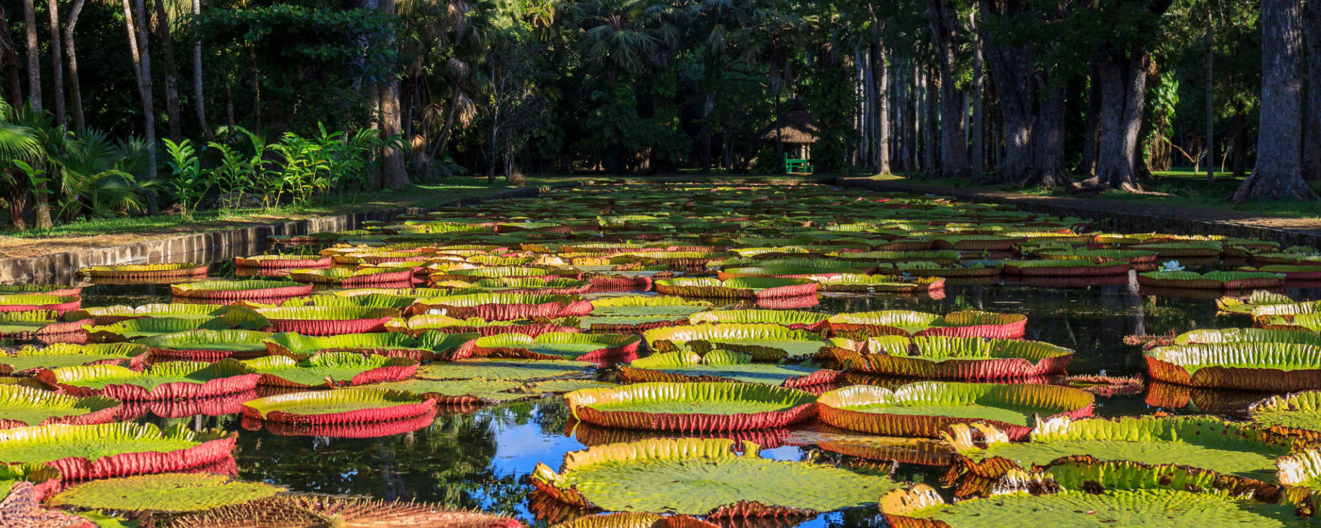 Port-Louis & Pamplemousses Garden, EN, Ganztägig in Nord | Nordwesten: Mauritius Botanischer Garten