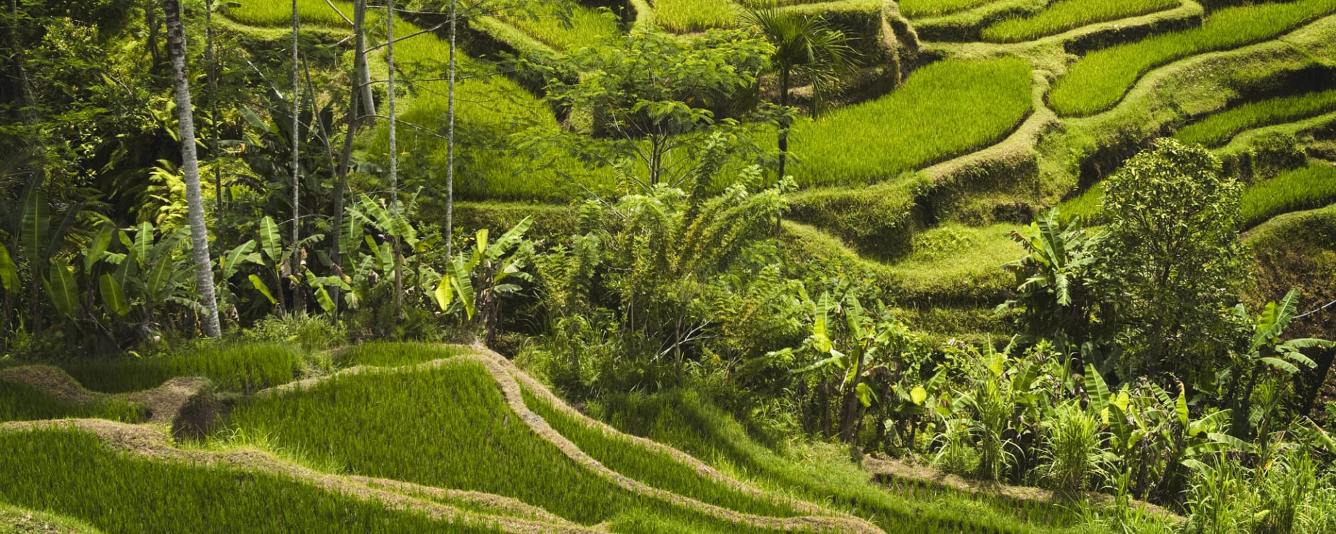 Gate of Heaven, DE, Ganztägig in Süd-Bali: Indonesien Bali Ubud Tegallalang
