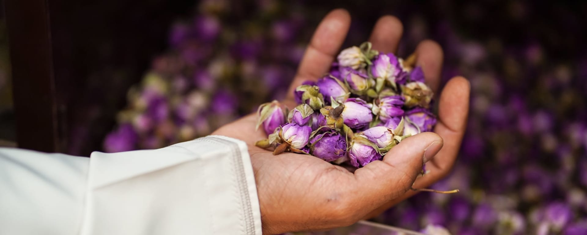 Amouage - Exotische Düfte, EN, Ganztägig in Muscat: Oman Rosenblüten