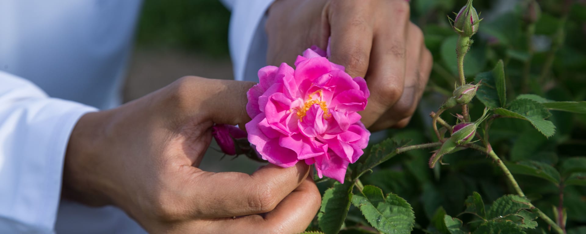 Amouage - Exotische Düfte, DE, Ganztägig in Muscat: Oman Rose