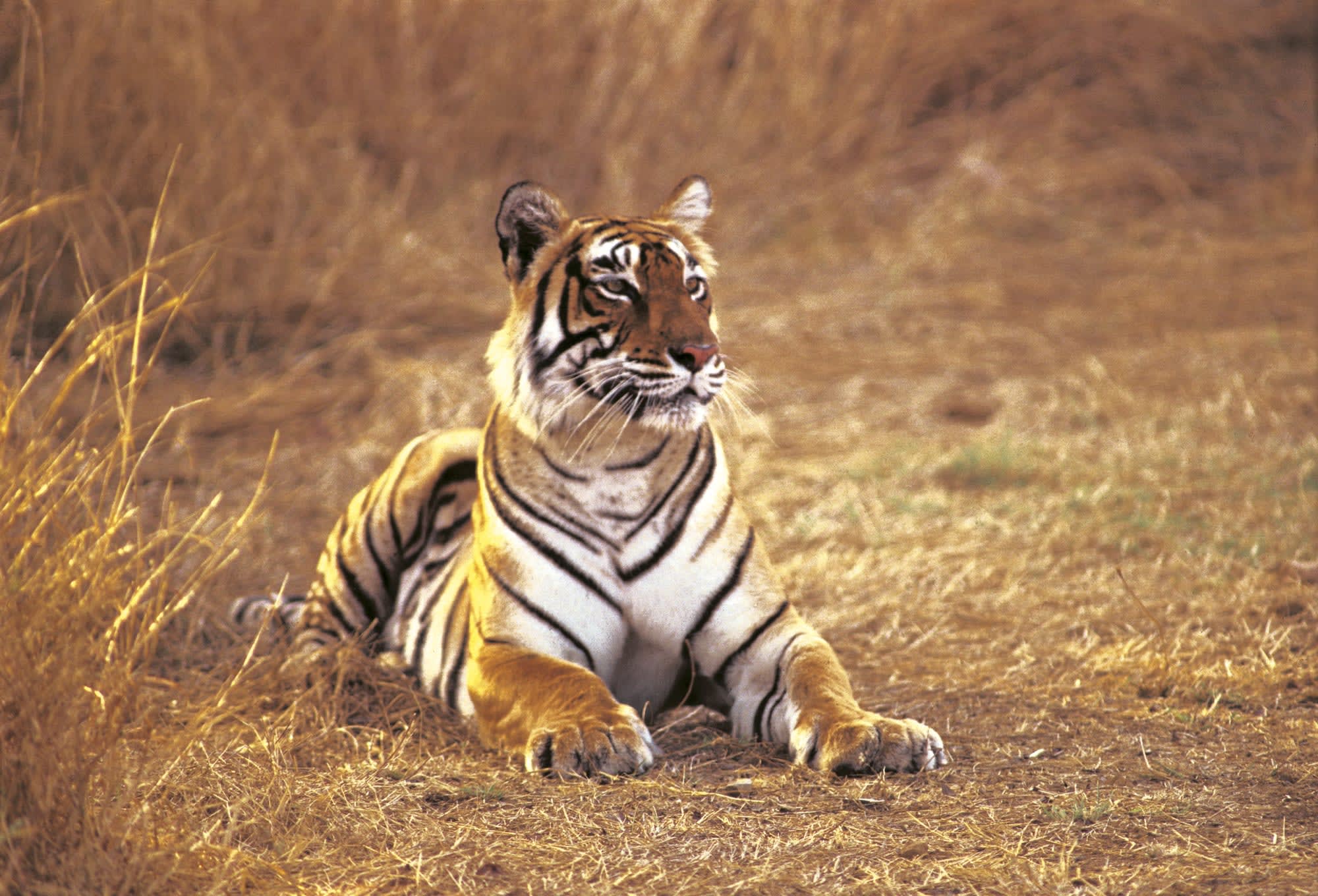 The Oberoi Vanyavilas in Ranthambore NP: The Oberoi Vanyavilas