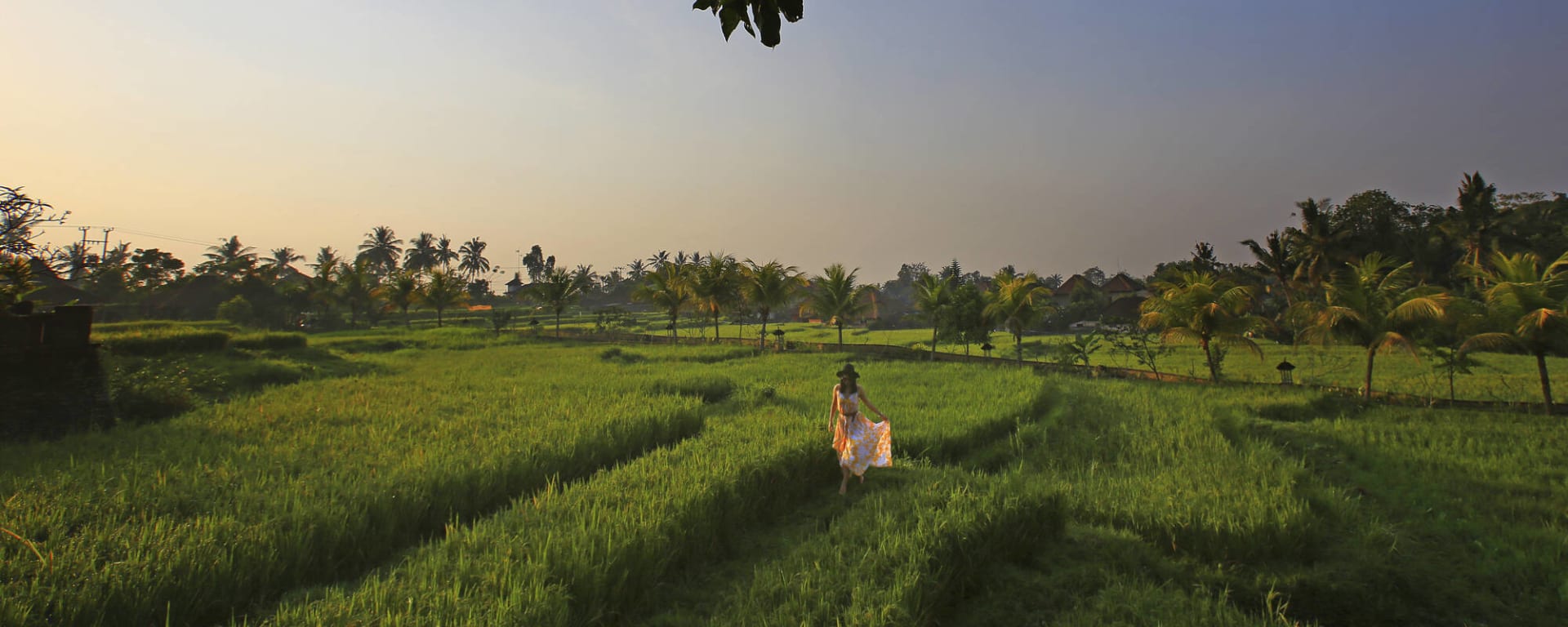 Wapa di Ume Resort & Spa Ubud in Zentral-Bali | Ubud: Wapa di Ume Resort and Spa Ubud - Reisfeld