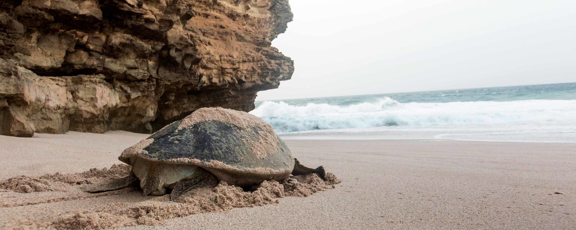 Ras Al Jinz Turtle Reserve in Küste: Oman Ras Al Jinz Turtle Reserve Strand