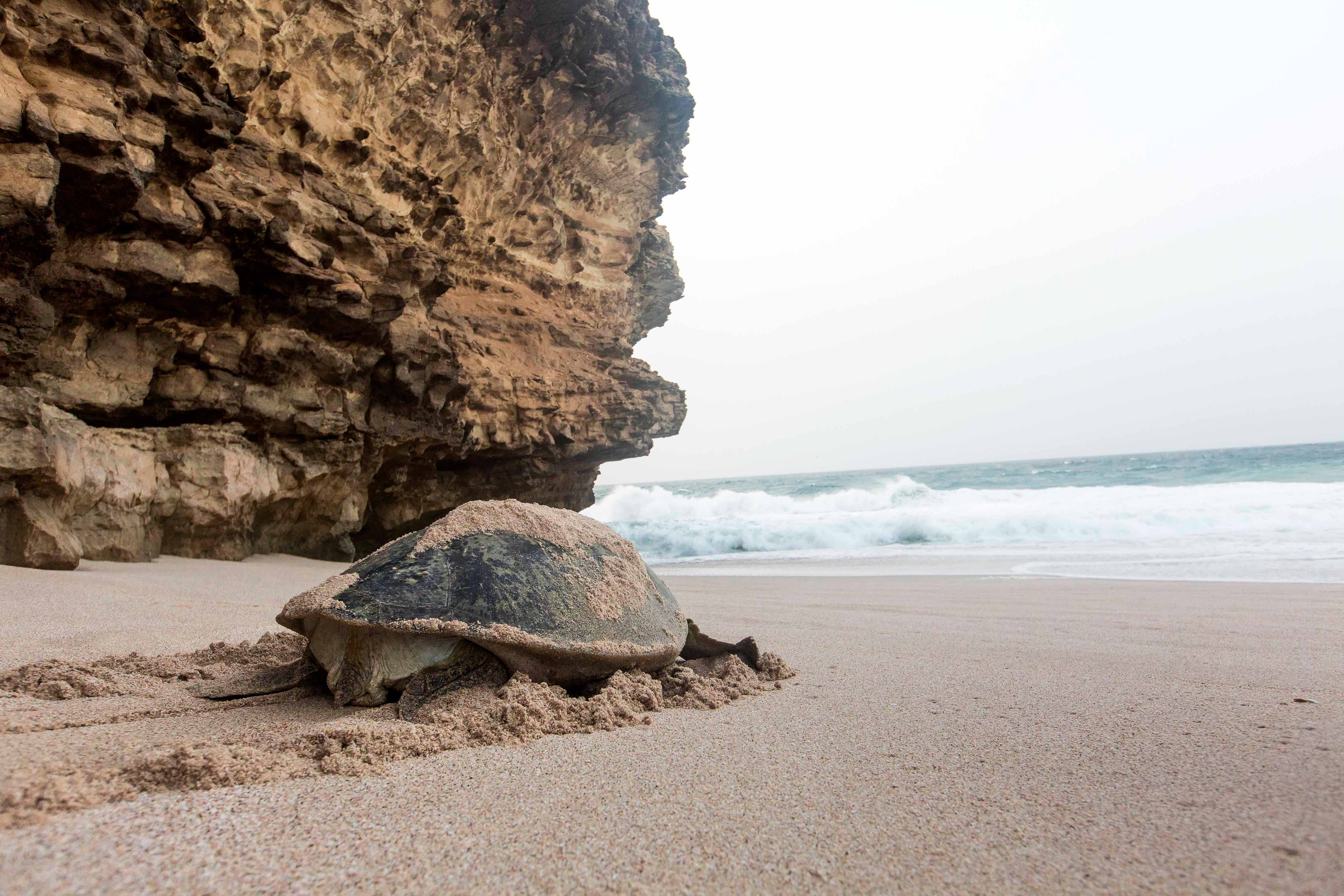 Ras Al Jinz Turtle Reserve in Küste: Oman Ras Al Jinz Turtle Reserve Strand
