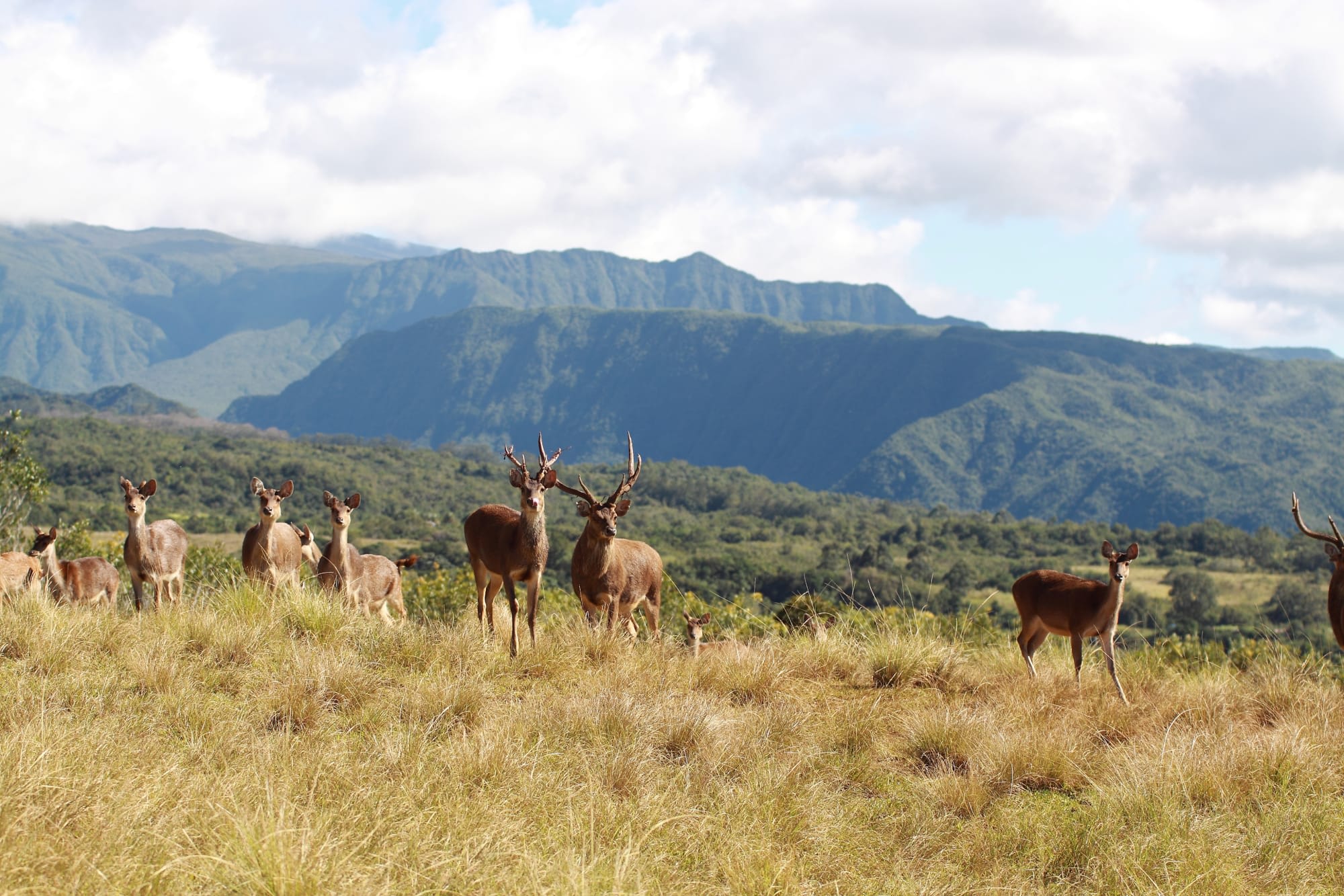 Diana Dea Lodge in Zentral La Réunion: Reunion Diana Dea Lodge Umgebung