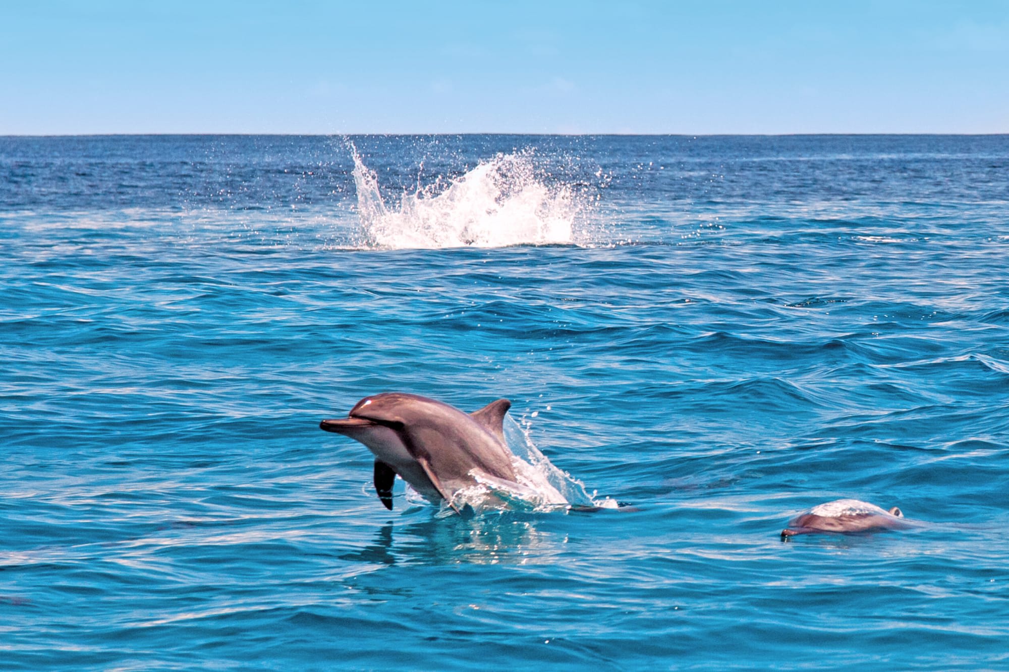 Alphonse Island Resort in Outer Islands: Alphonse Island Resort