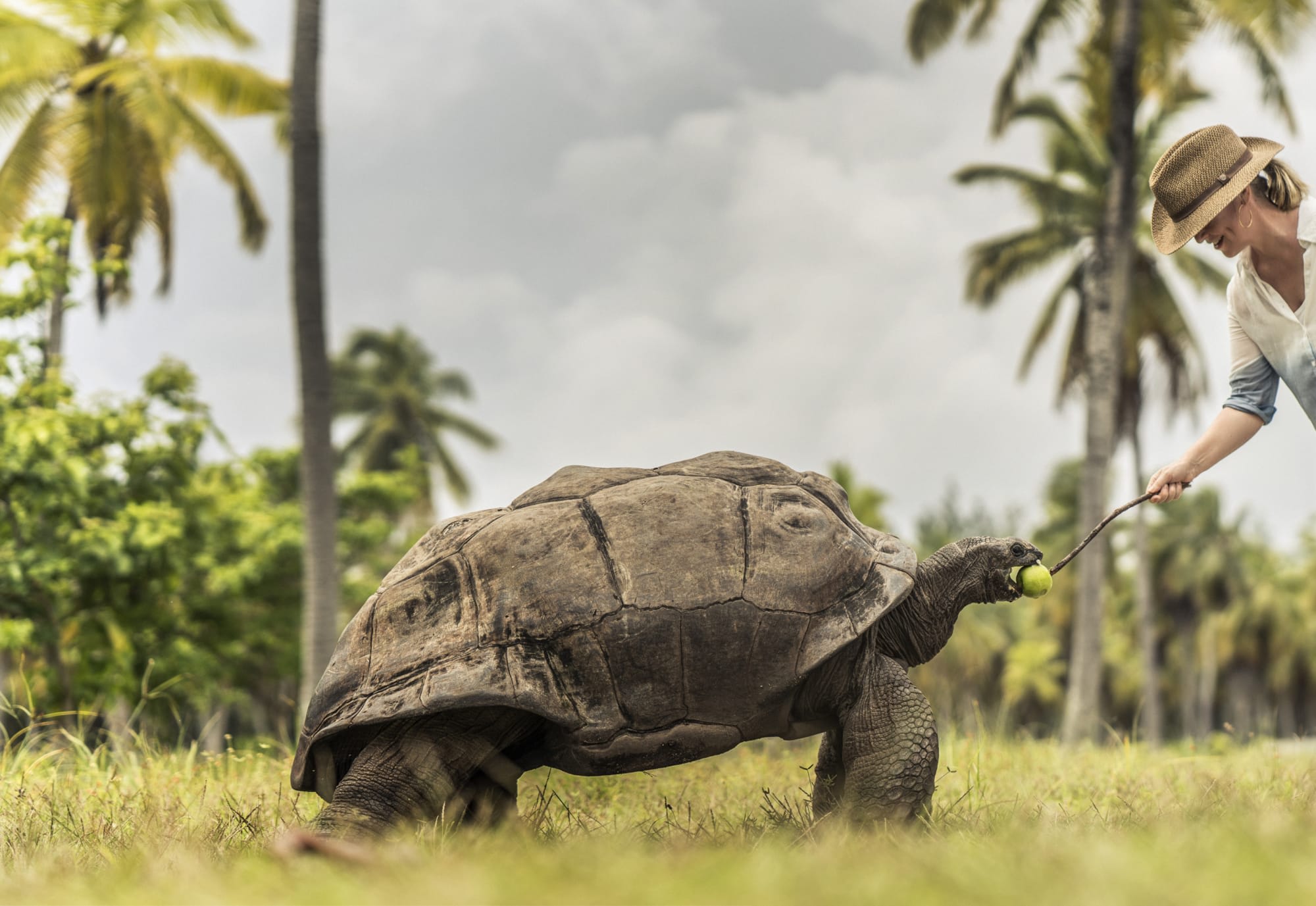 Four Seasons Resort Desroches Island in Outer Islands:  Desroches Island Tortoise Sanctuary