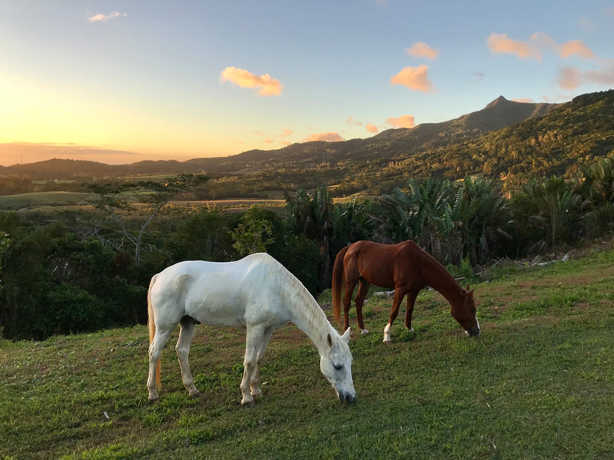 La Vieille Cheminée in Süd | Südwesten: Mauritius La Vieille Cheminee 