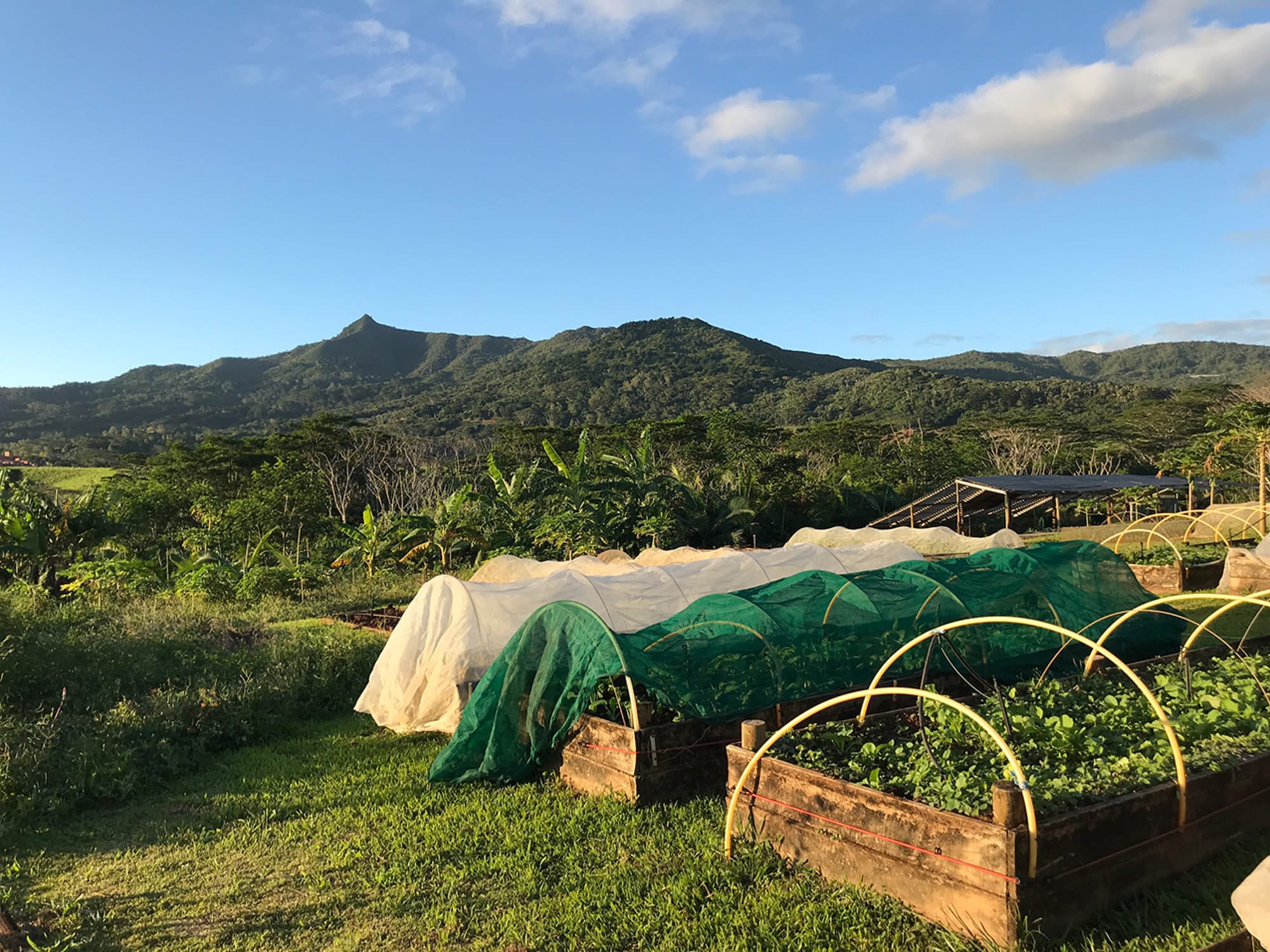 La Vieille Cheminée in Süd | Südwesten: Mauritius La Vieille Cheminee Gemüsegarten