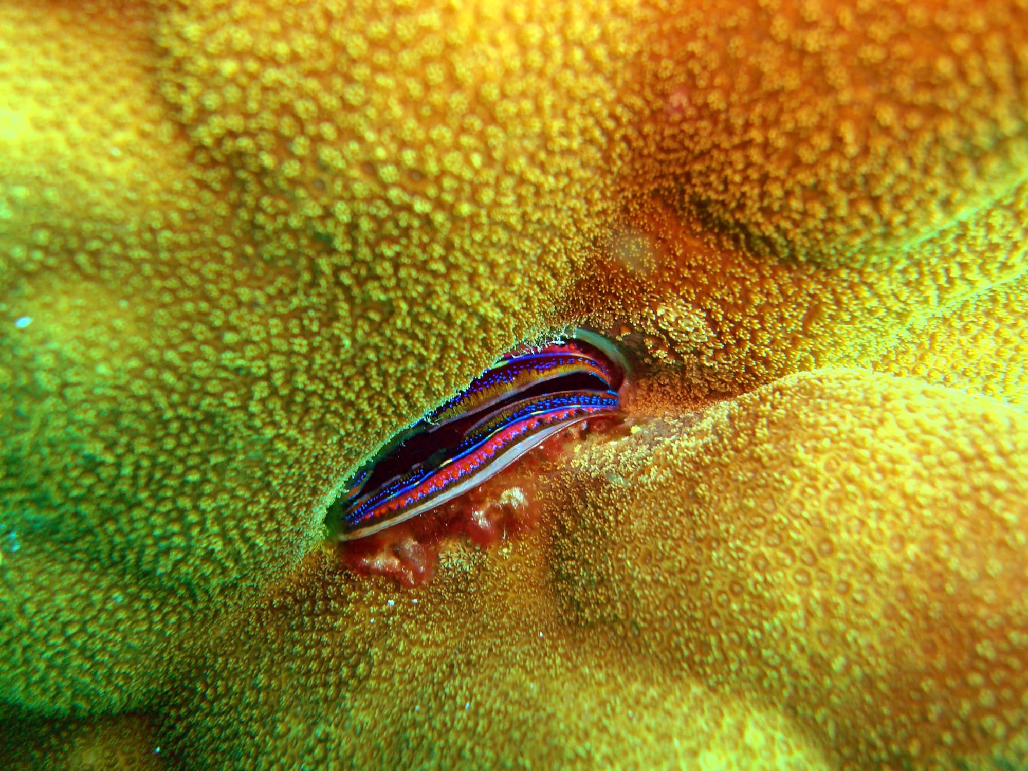 Bandos Maldives in Malediven:  Bandos Maledives 